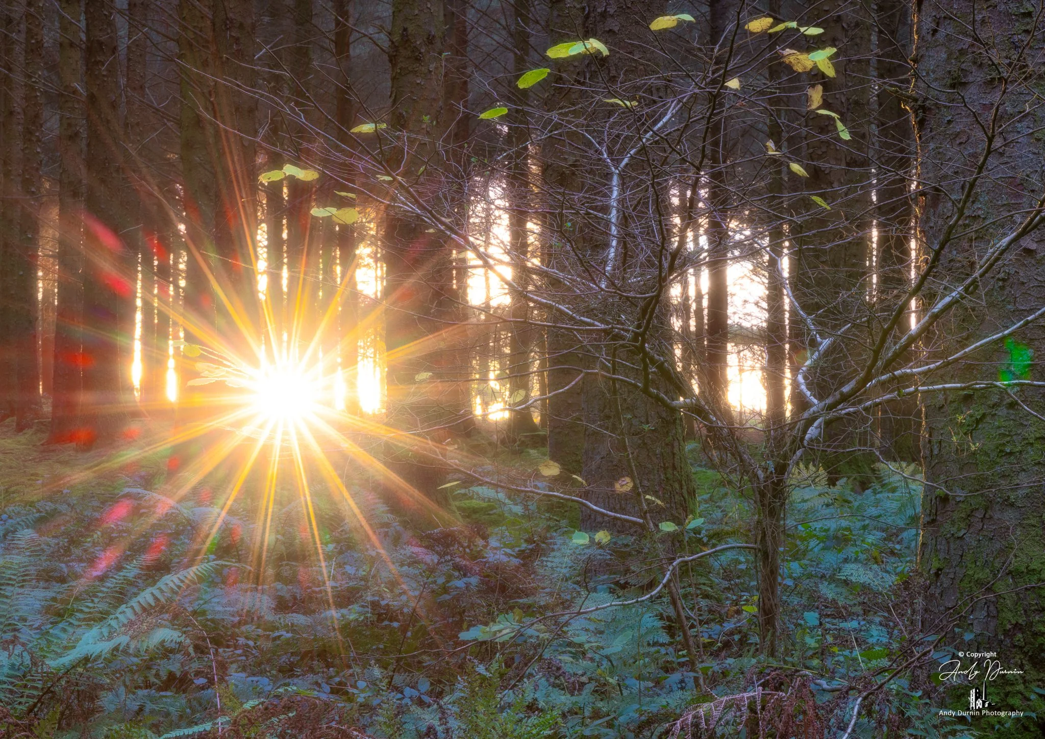 Sunset shining through a dense forest of tall trees with ferns and undergrowth on the forest floor.