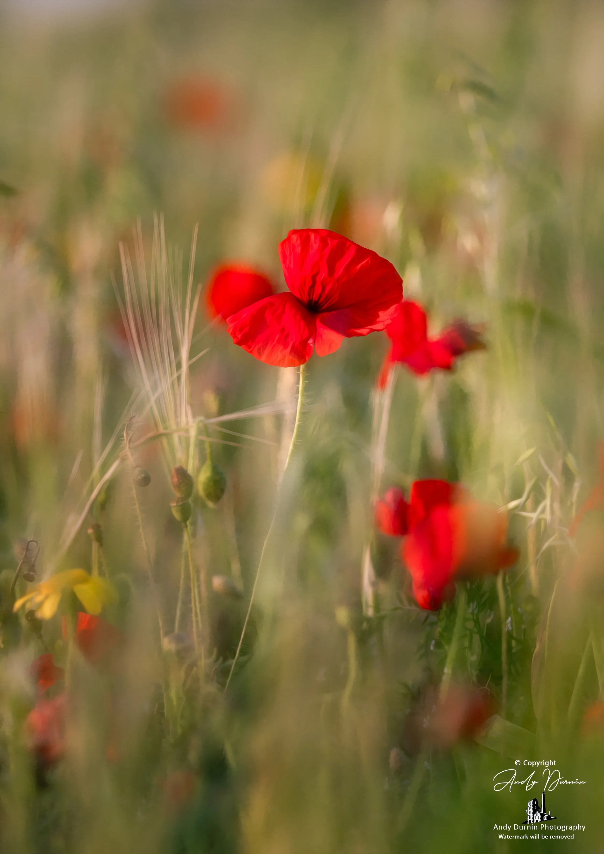 Red poppy in a wildflower meadow at Polly Joke, Cornwall, with soft dreamy background