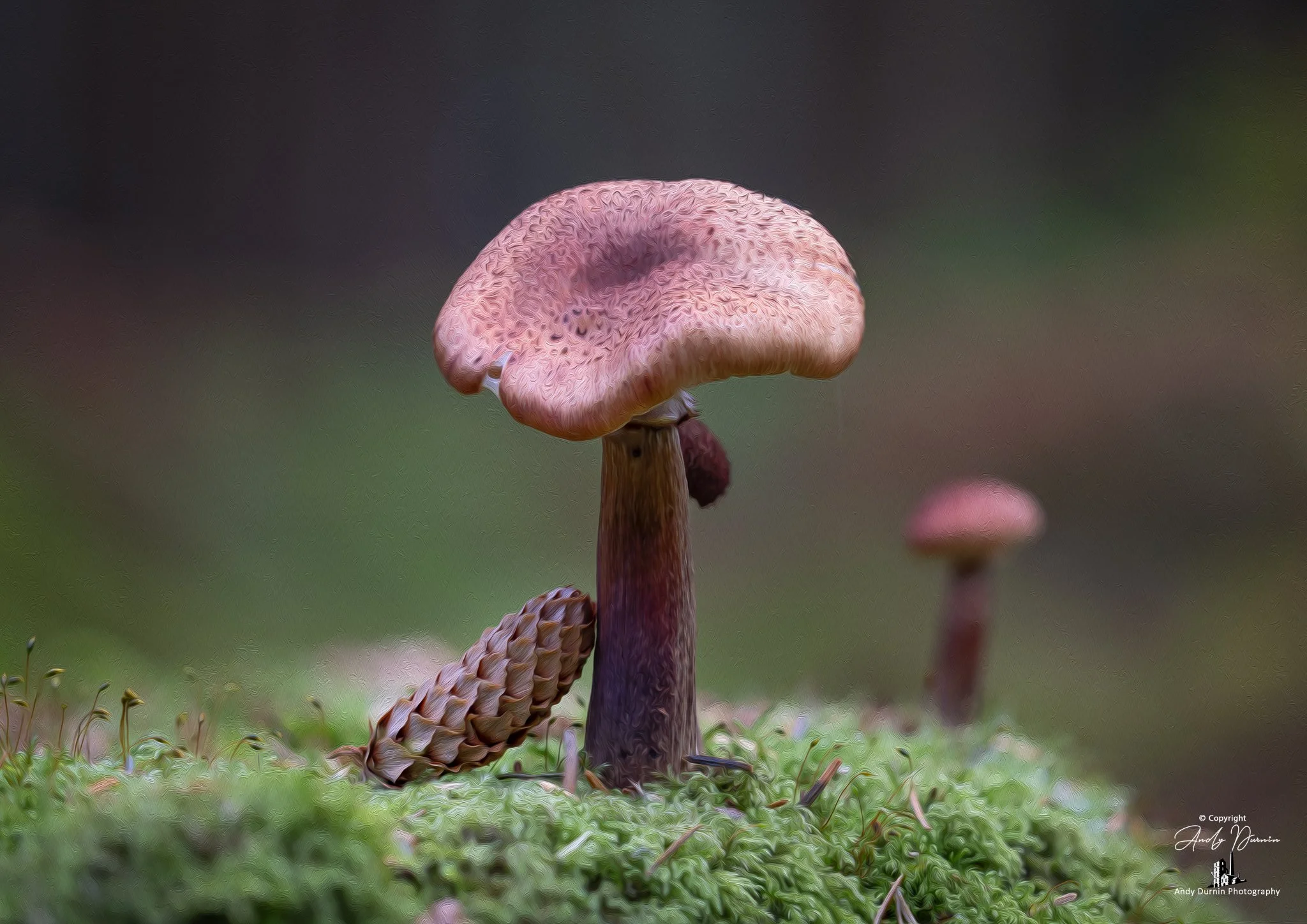Close-up of a pinkish-brown mushroom with textured cap and dark stem on green mossy ground, with another smaller mushroom in the background.