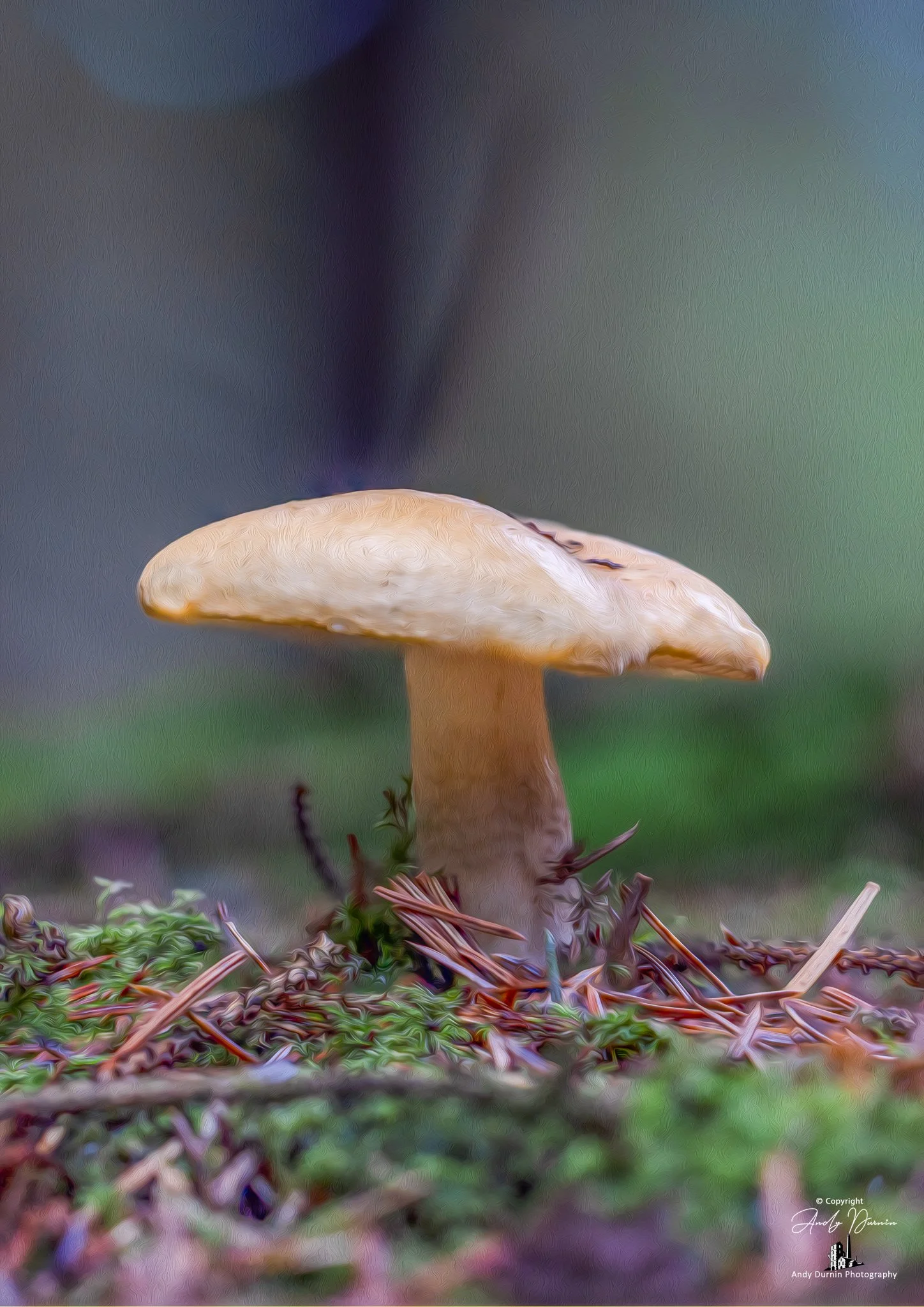 A mushroom growing on forest ground with grass and small plants.