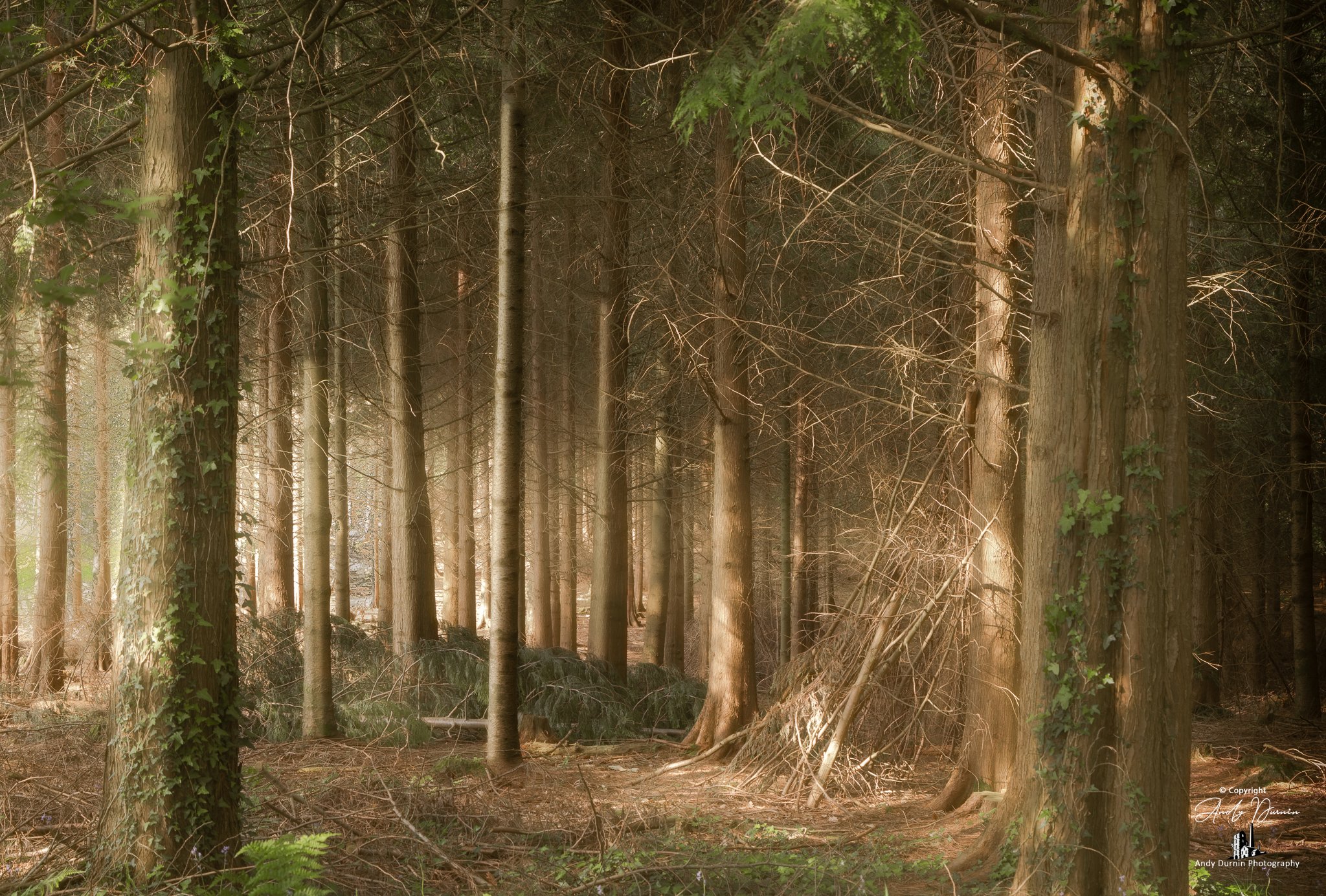 Sunlight filtering through a dense forest of tall trees with some ivy on the trunks and fallen branches and foliage on the forest floor.