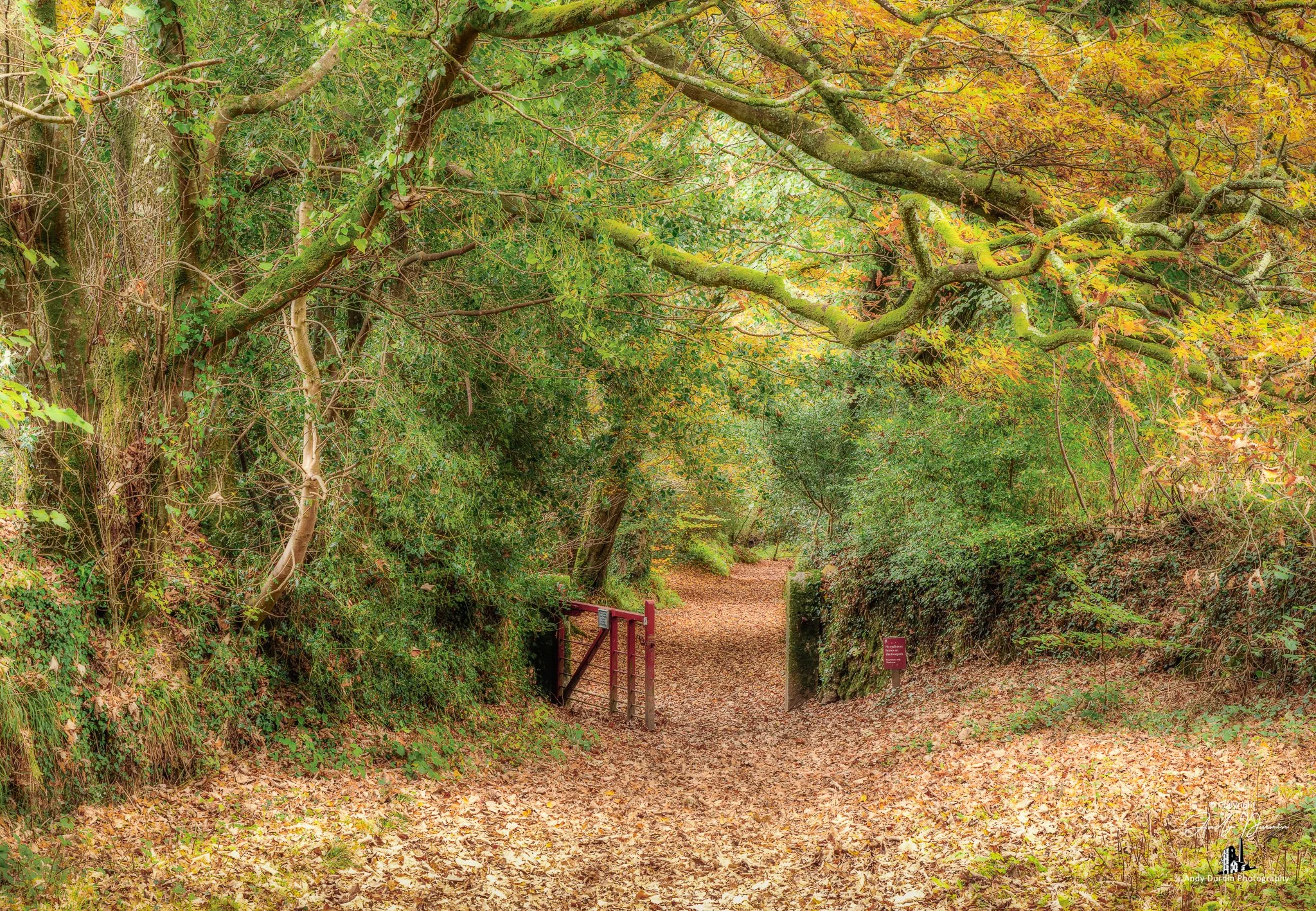 A peaceful woodland trail during autumn, with fallen leaves covering the ground, surrounded by trees with lush green and colorful yellow and red leaves. A small red gate is visible at the entrance of the trail, which continues into the distance.