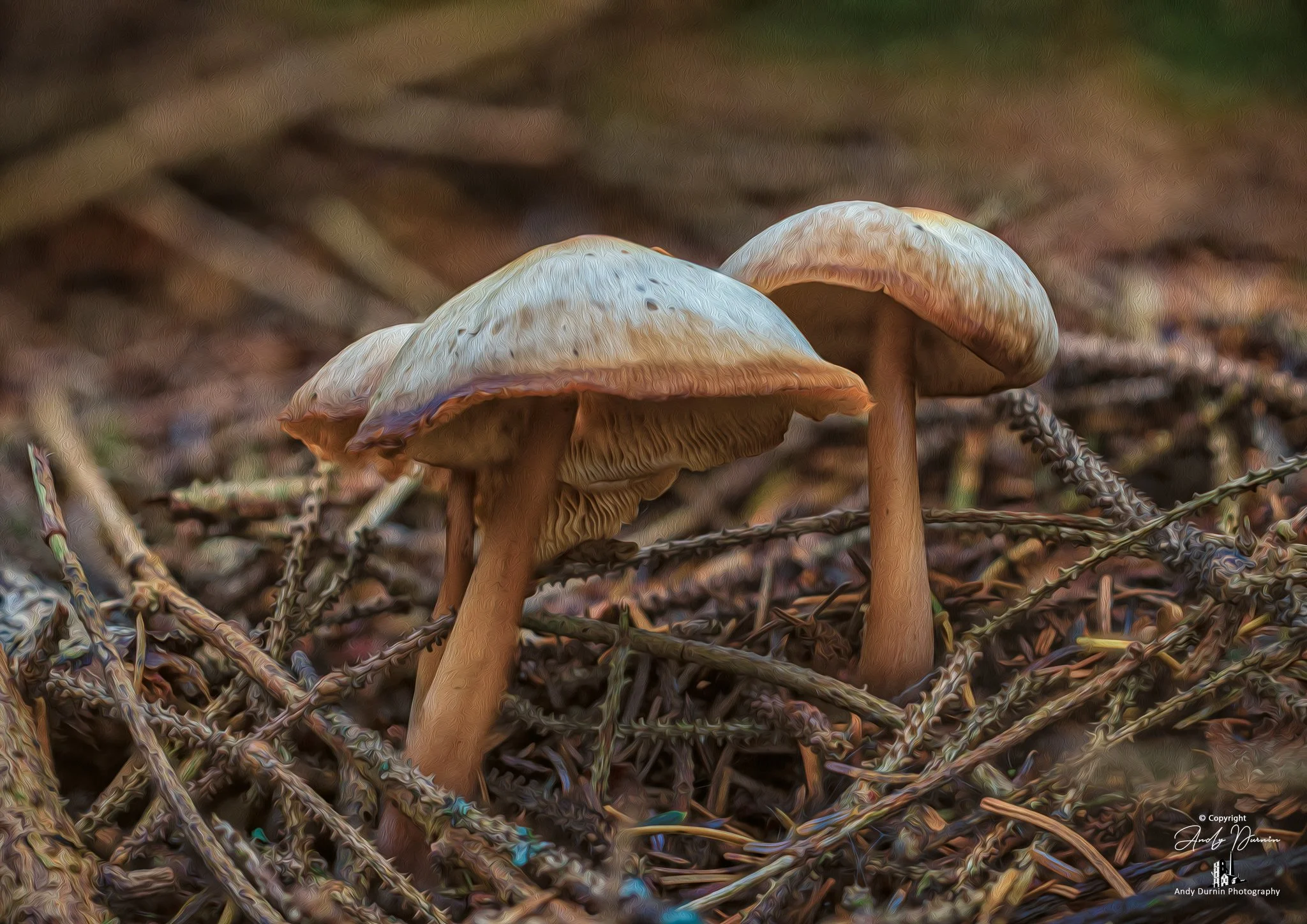 Close-up view of three mushrooms growing amidst dry twigs and forest floor debris.