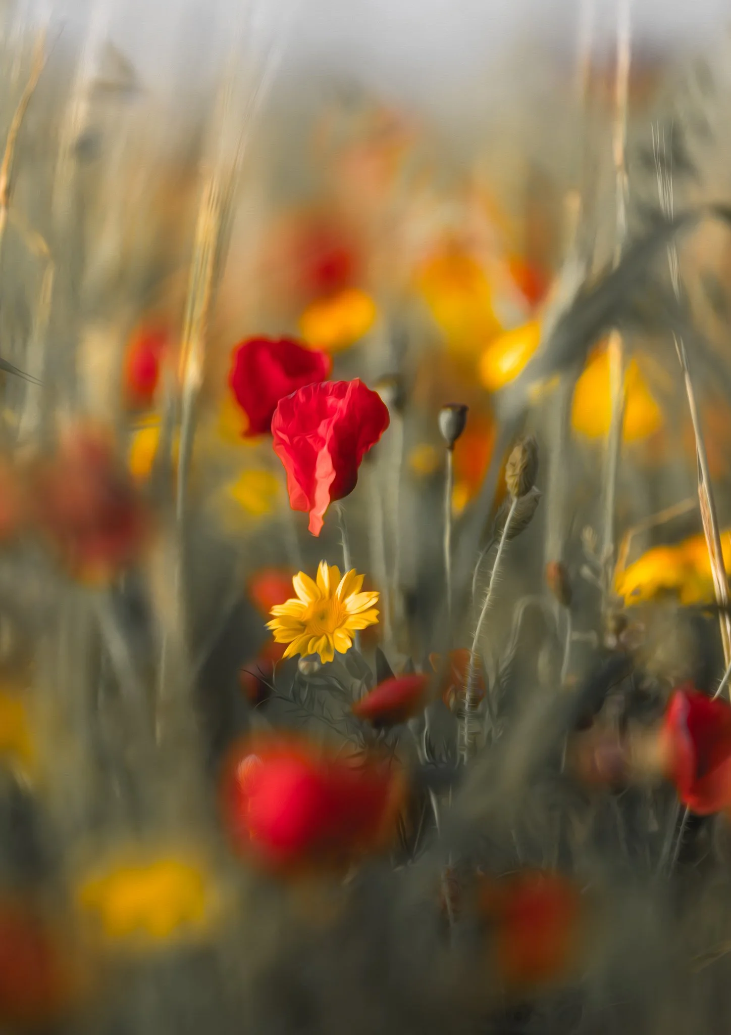 Red poppy glowing in warm light among soft grasses and wildflowers in a summer meadow