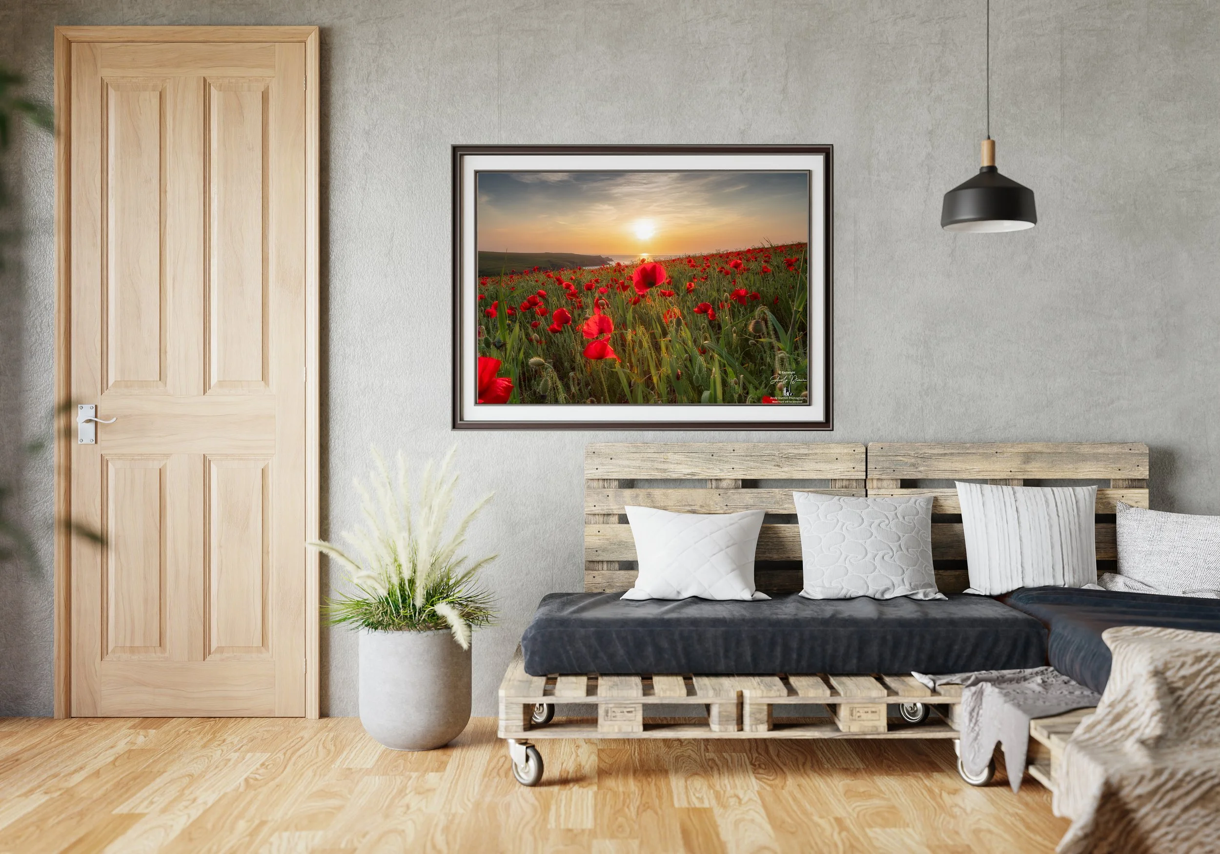 Backlit red poppies beneath a warm golden sky on the coast at Polly Joke.
