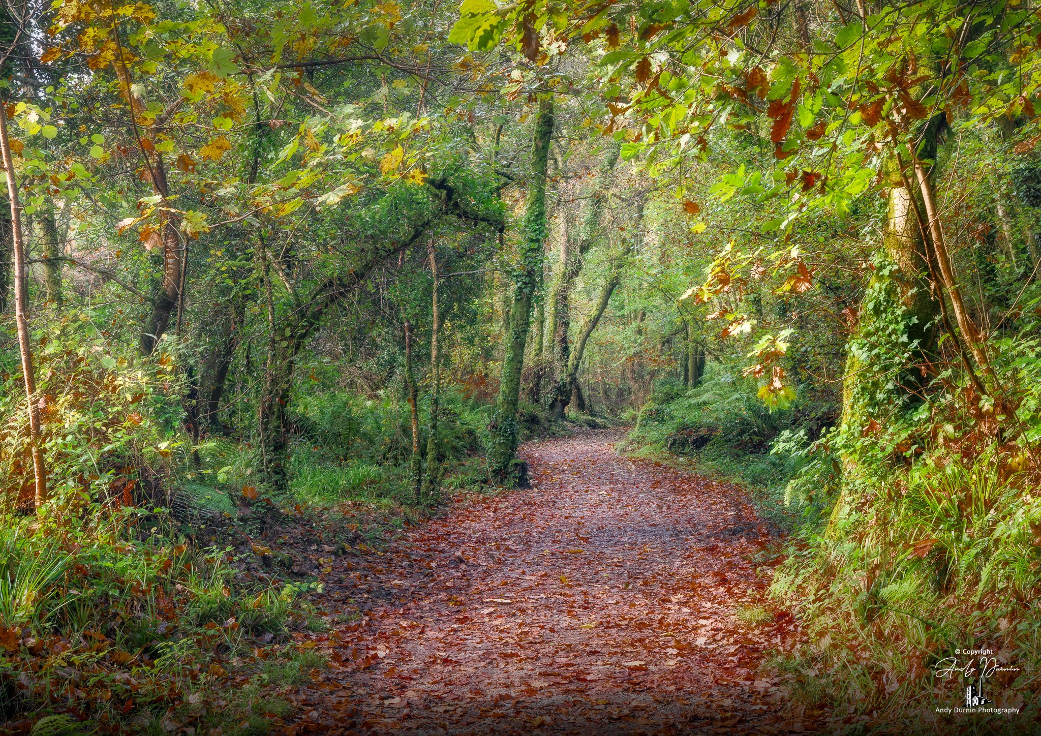 A forest trail with fallen autumn leaves, surrounded by green trees and bushes, with sunlight filtering through the foliage.