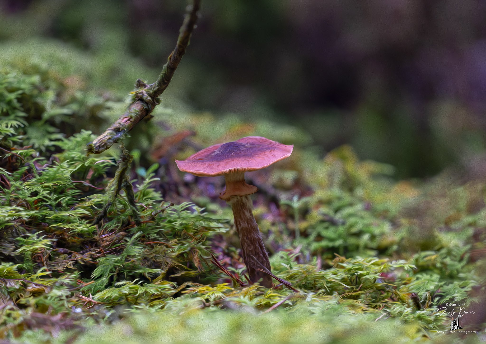 A single mushroom with a pinkish-purple cap growing among green moss and foliage in a forest scene.
