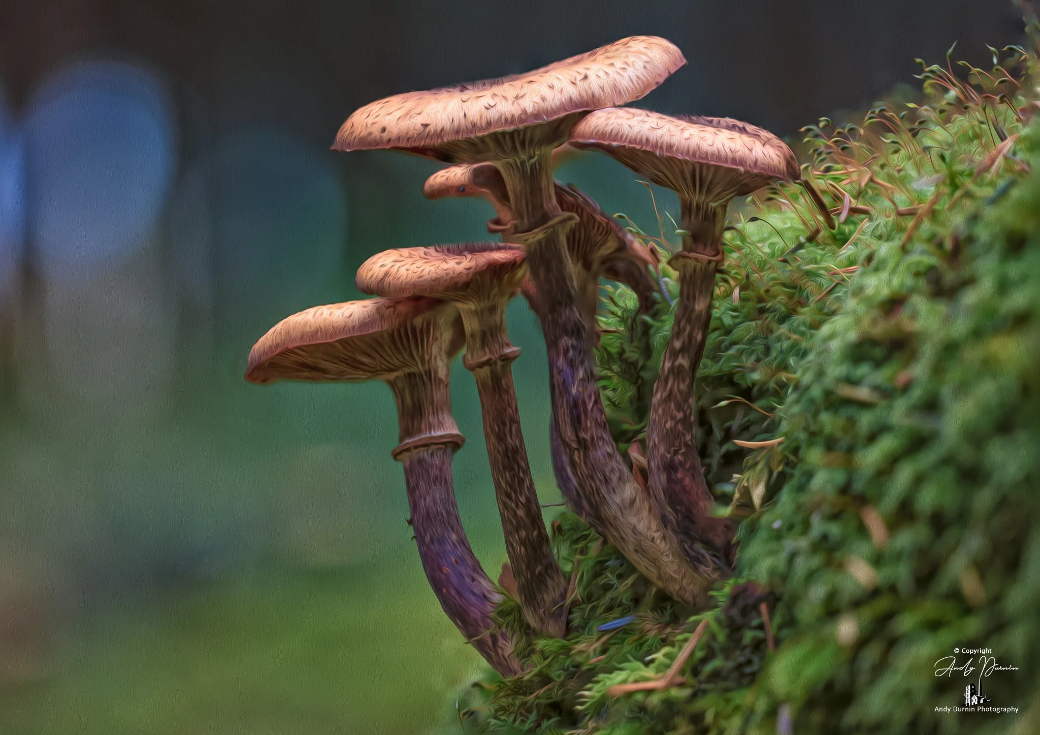 Cluster of four brown mushrooms with textured caps and purple stems growing on mossy ground.
