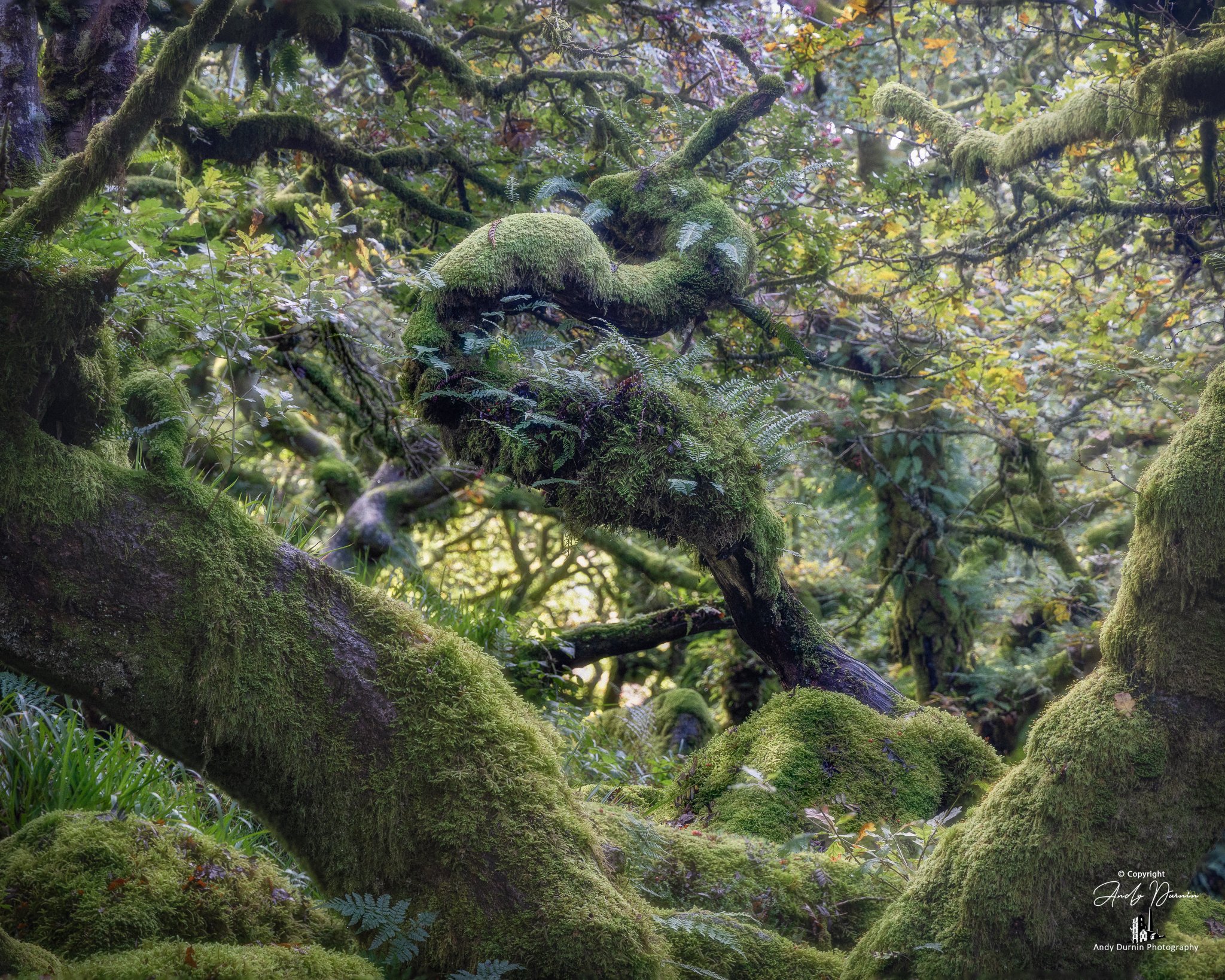Lush green moss-covered branches and trees in a dense forest with dappled sunlight filtering through the leaves.