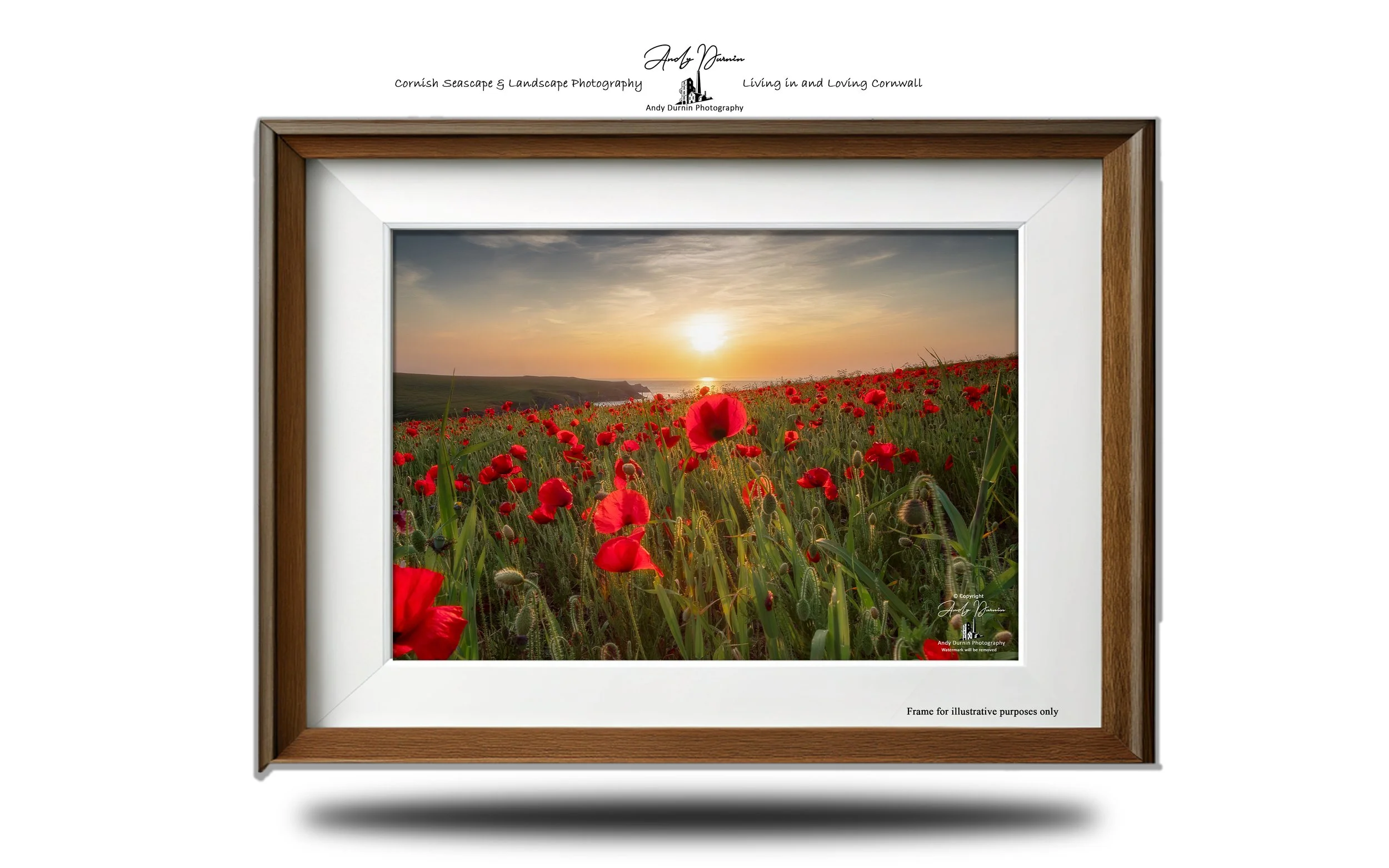 Sunset over a field of vivid red poppies beside the sea at Polly Joke, Cornwall.