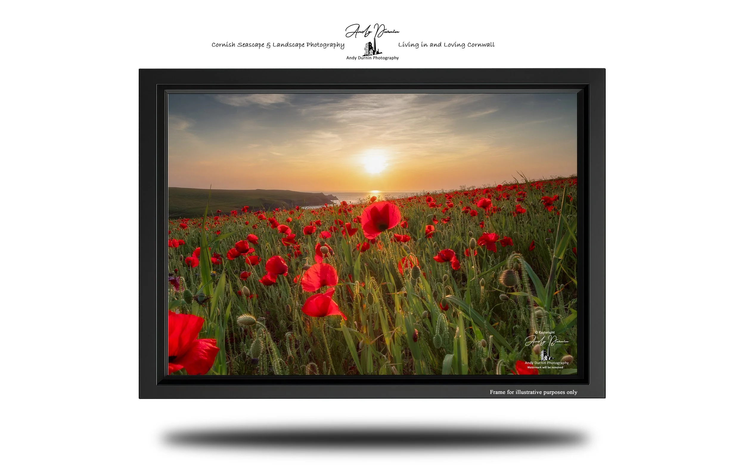 Wide view across the summer poppy fields towards the sea at Polly Joke, Cornwall.