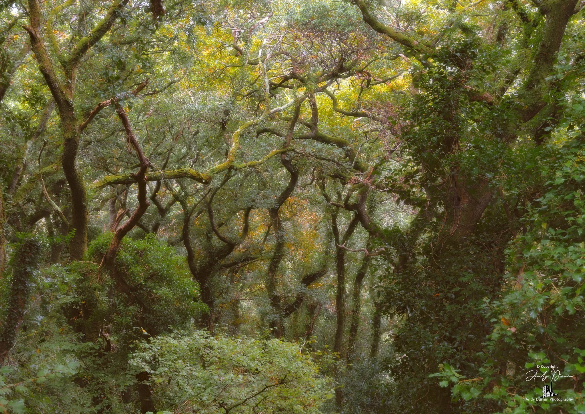 Dense forest with twisting, moss-covered trees and green foliage.