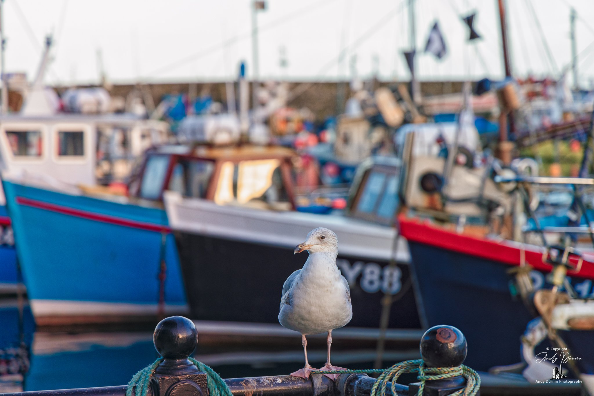 A seagull perched on a harbour railing at Mevagissey, with colourful fishing boats and busy quayside activity softly blurred in the background.