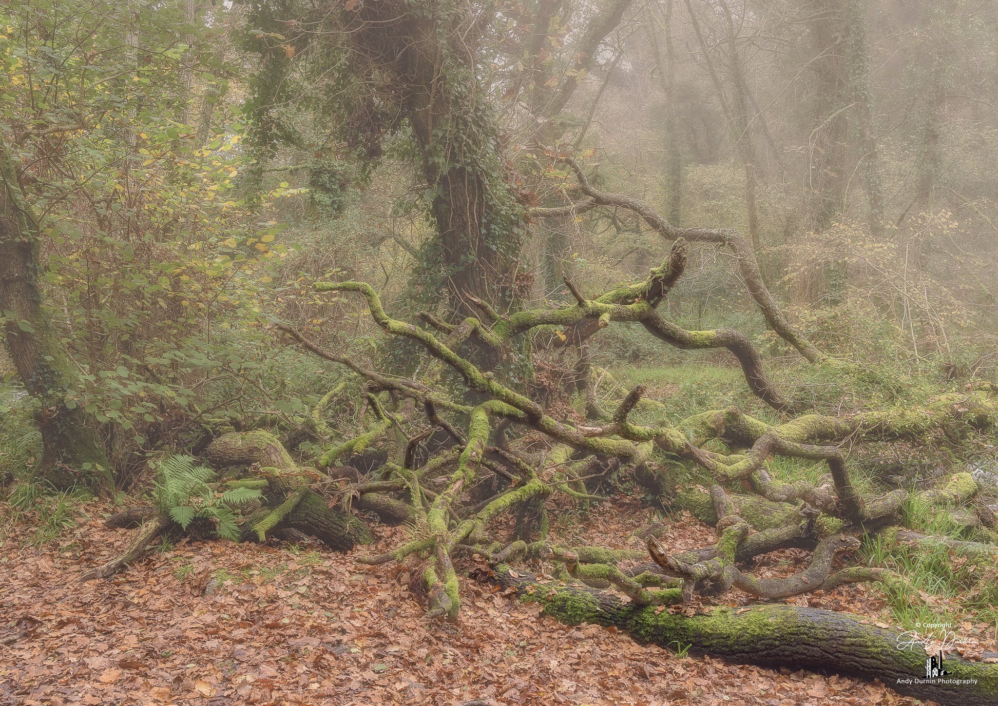 A foggy forest scene with moss-covered fallen and twisted tree branches on the forest floor, surrounded by trees and foliage, with a misty atmosphere.