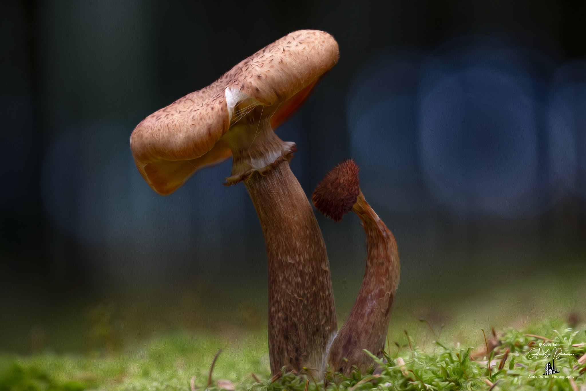 Close-up of three mushrooms growing from mossy ground, with a blurred dark background.