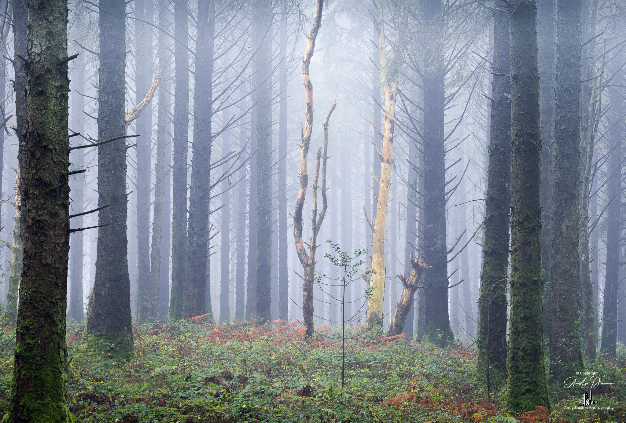 A foggy forest with tall trees and green underbrush.