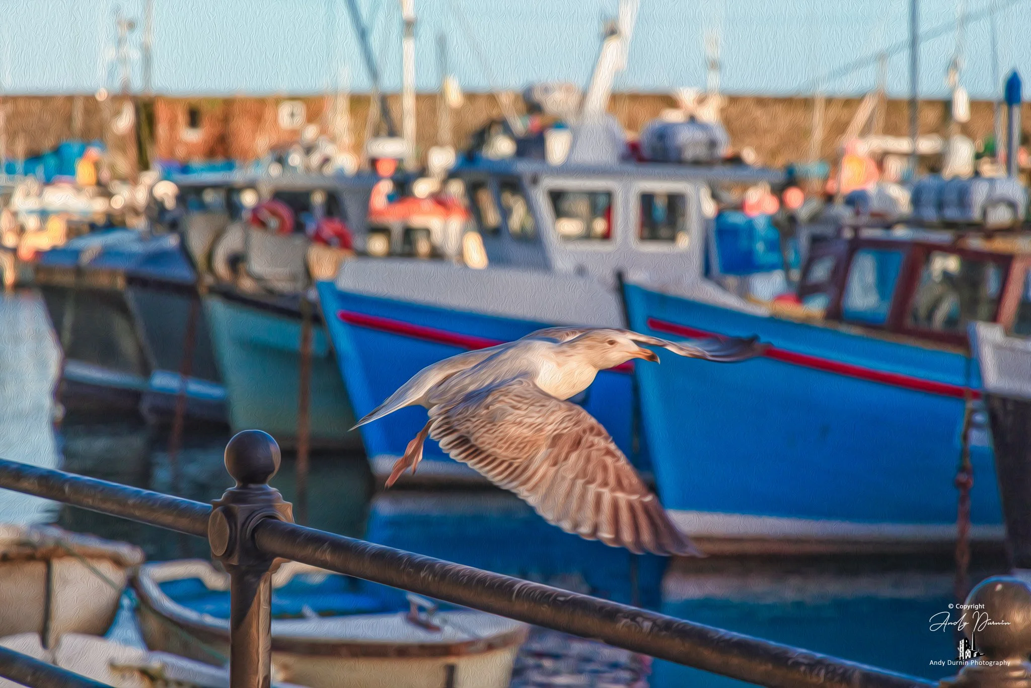 A painterly-style image of a seagull in flight above the harbour railings at Mevagissey, with softly textured fishing boats and colourful reflections in the background.