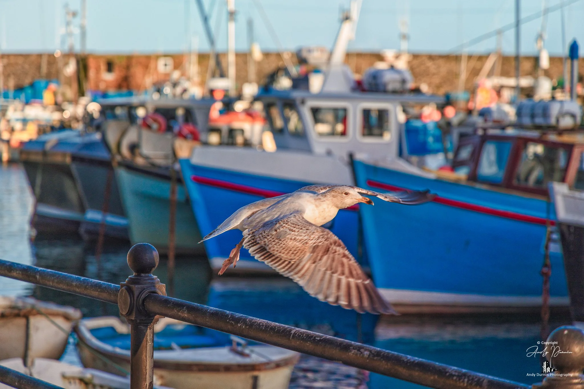 A seagull in flight above the harbour railings at Mevagissey, with colourful fishing boats and reflections in the background on a bright coastal morning.