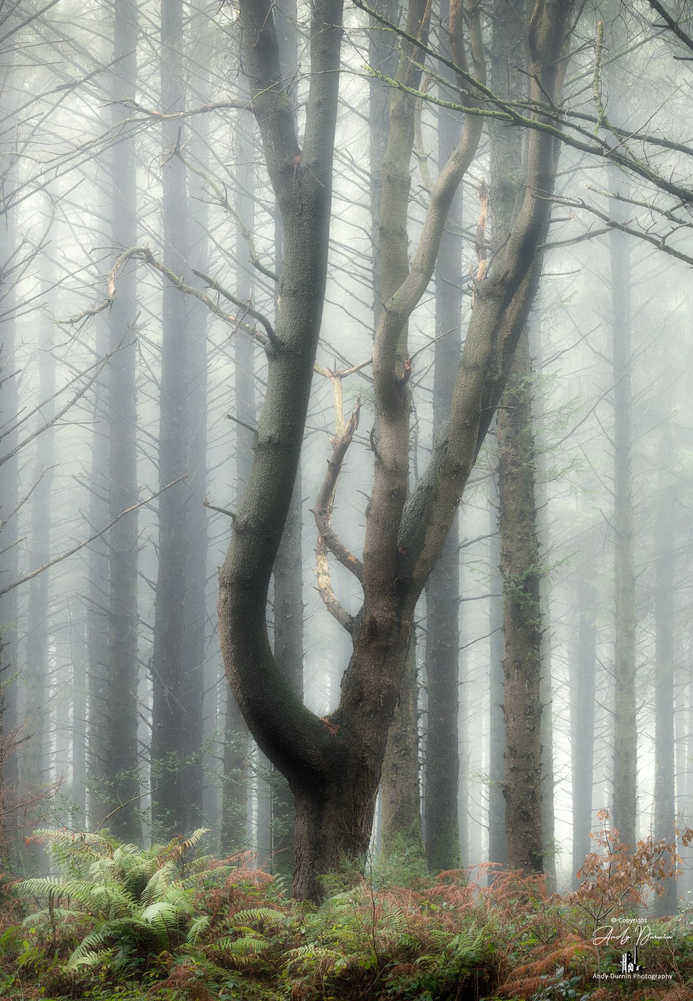 A twisted, leafless tree in a foggy forest with tall, straight trees in the background and green ferns at the base.
