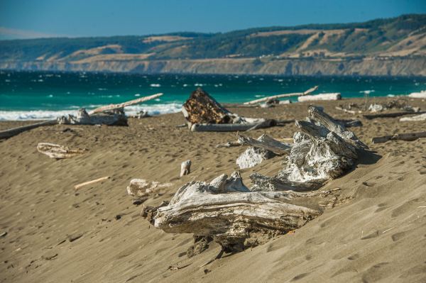 Driftwood scattered on a sandy beach with distant hills and ocean waves under a clear blue sky.