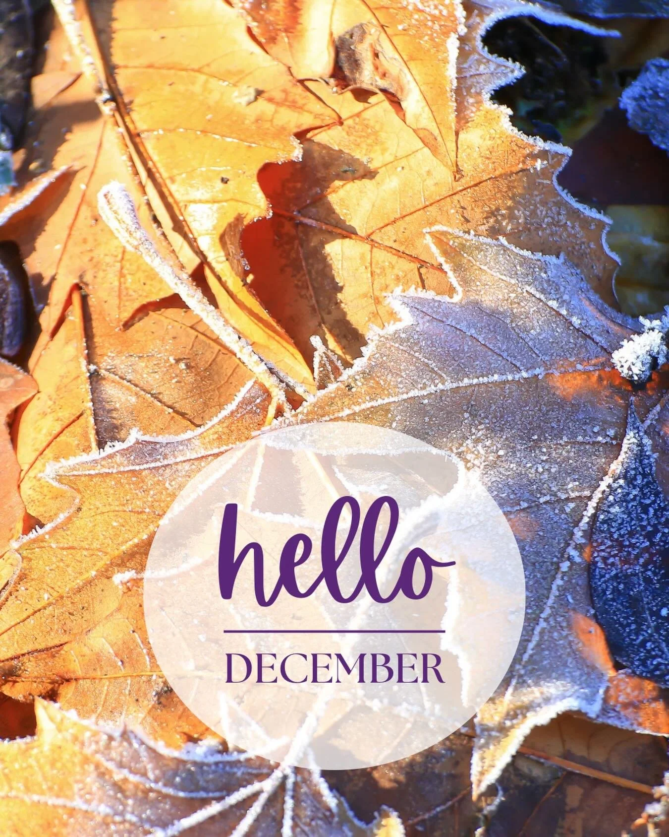 I can&rsquo;t actually believe it&rsquo;s December already! Who&rsquo;s had their first mince pie?? My favourite part of the season! 🎄🥧💜

#hellodecember❄️ #decembervibes #greatrocksdigital