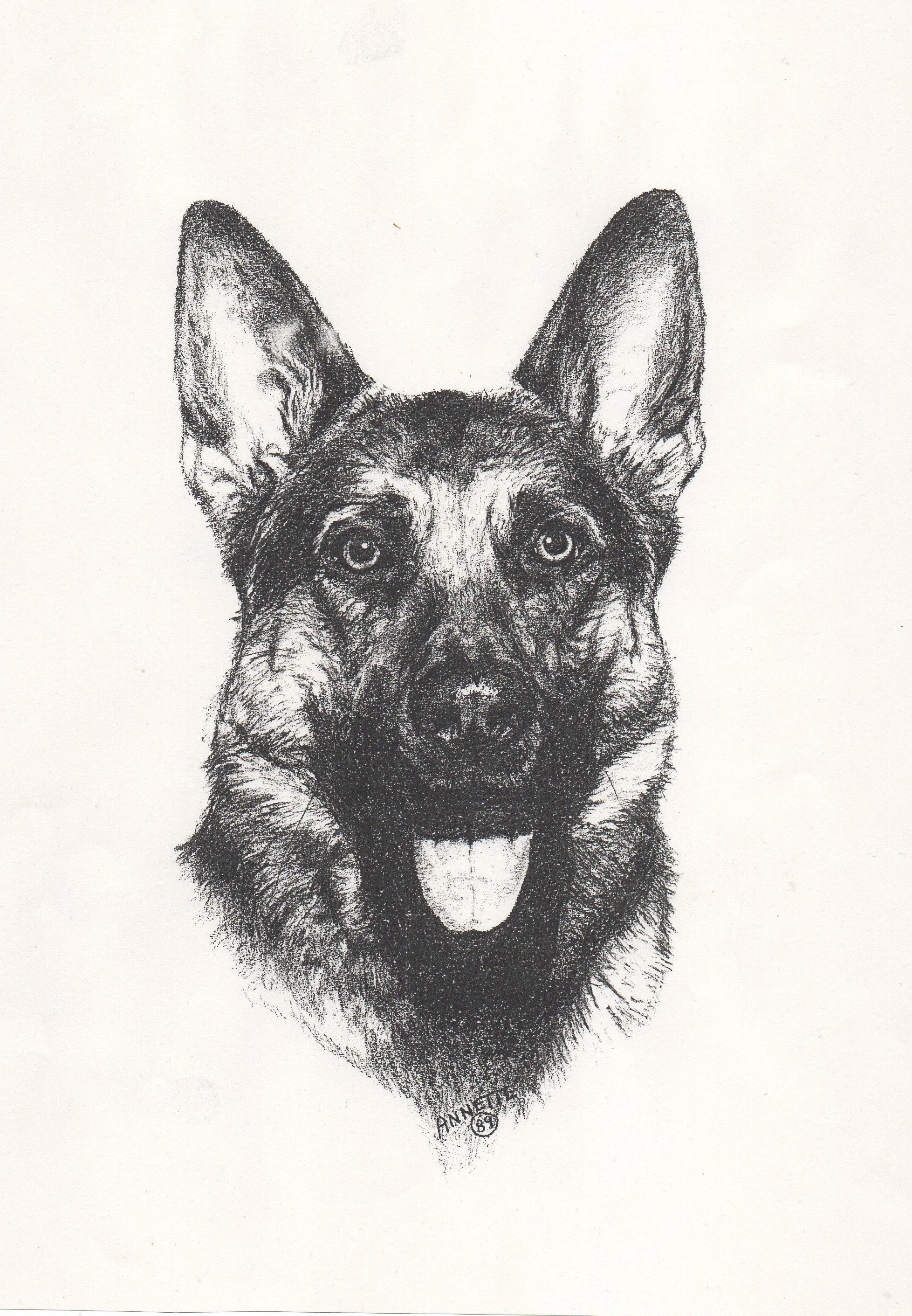 Zeichnung von IsenbART zeigt Kopf vom Schäferhund