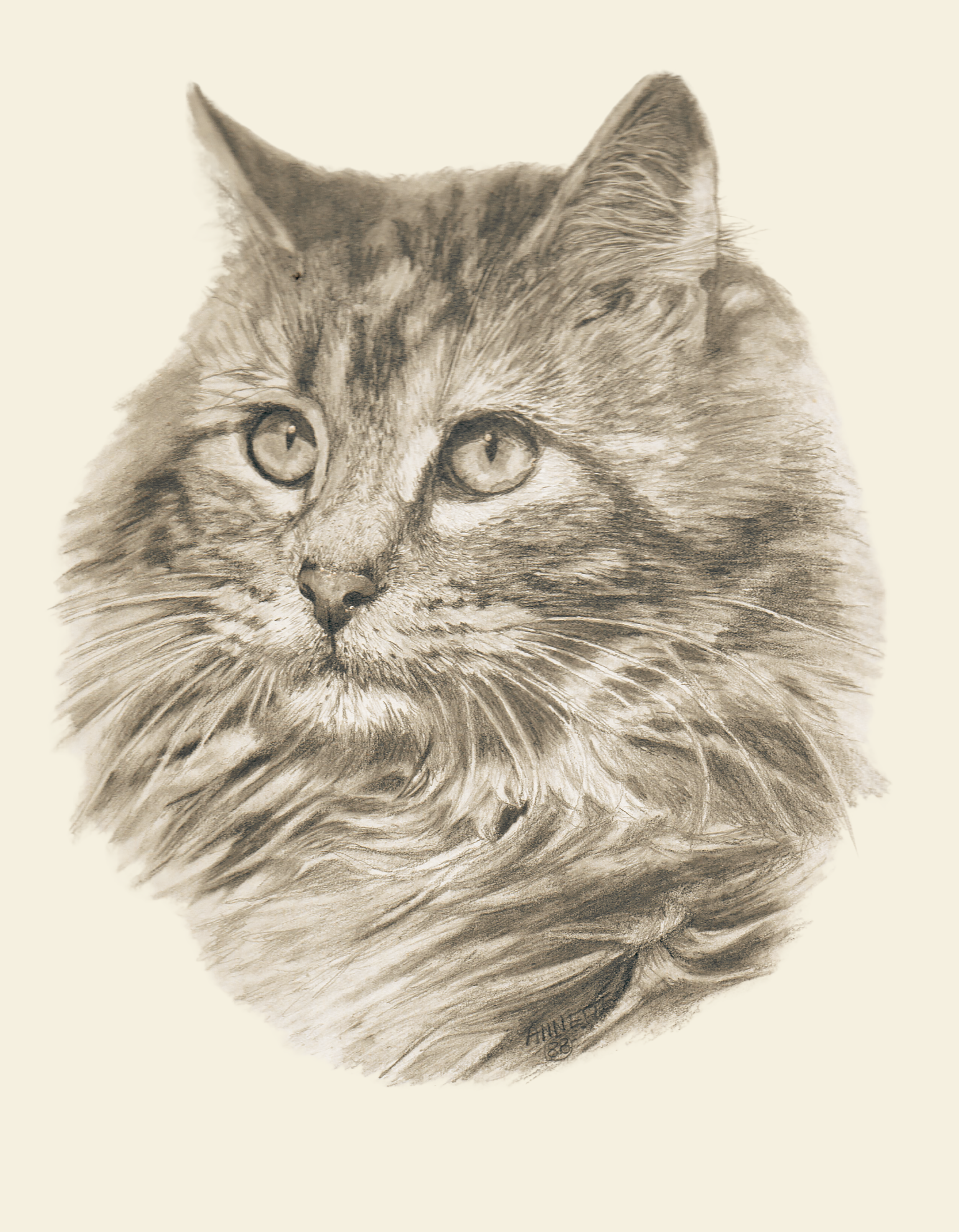 Zeichnung von IsenbART zeigt Katzenkopf