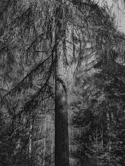 Black and white photo of trees in a forest, with dense branches and foliage.