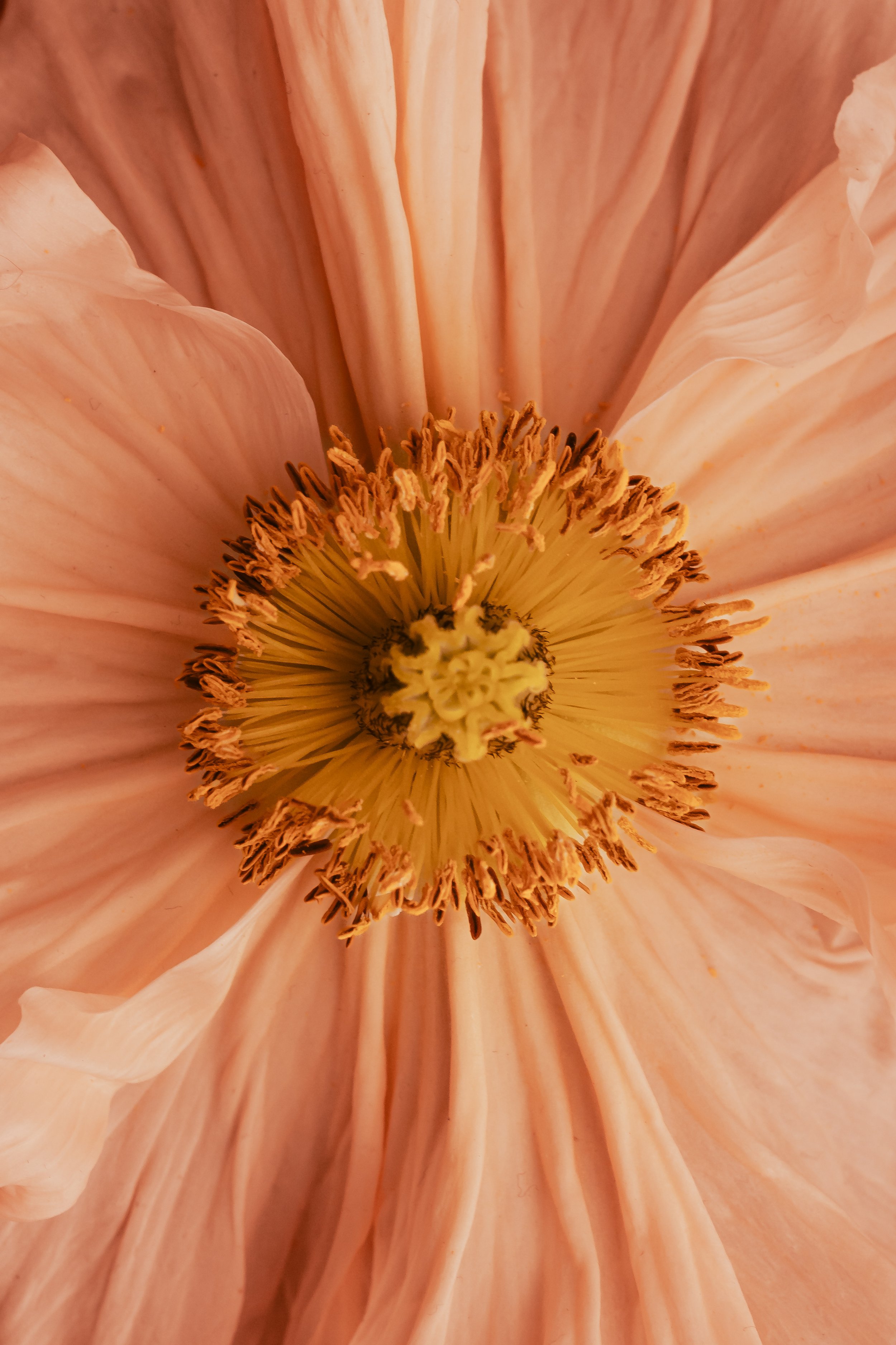 kaboompics_pantone-13-1023-peach-fuzz-color-of-the-year-2024-wallpapers-and-backgrounds-for-free-download-34417.jpg