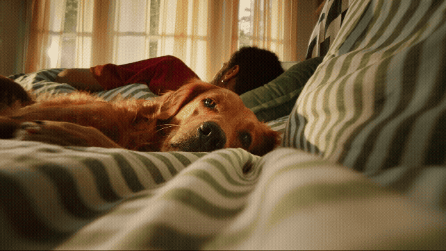 HARRINGTONS | No Compromise