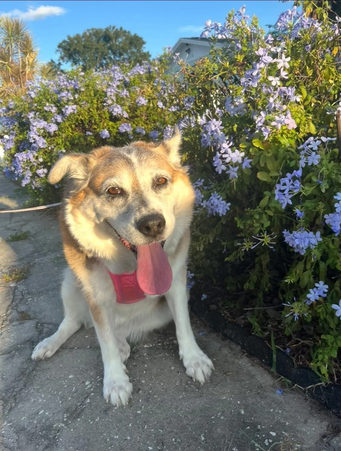 In Loving Memory of Pearl Gem Pilkinton Age: 10