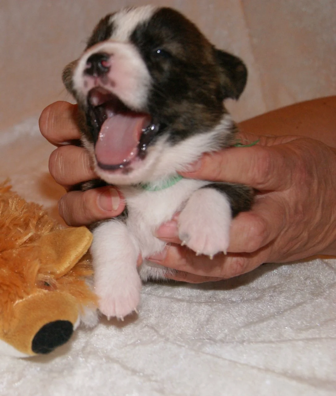 Puppies