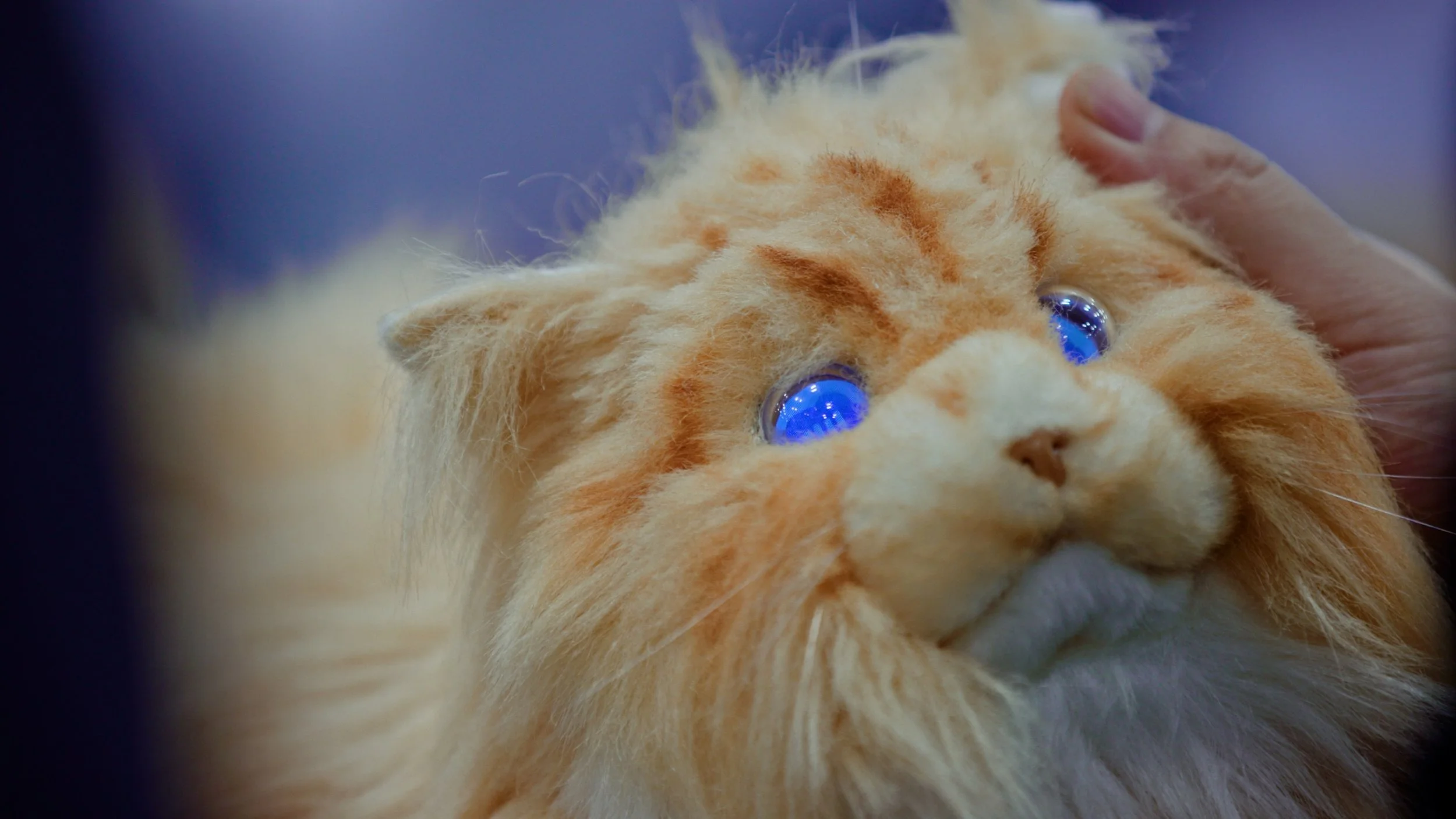 SO_Promo1_Cat.jpg