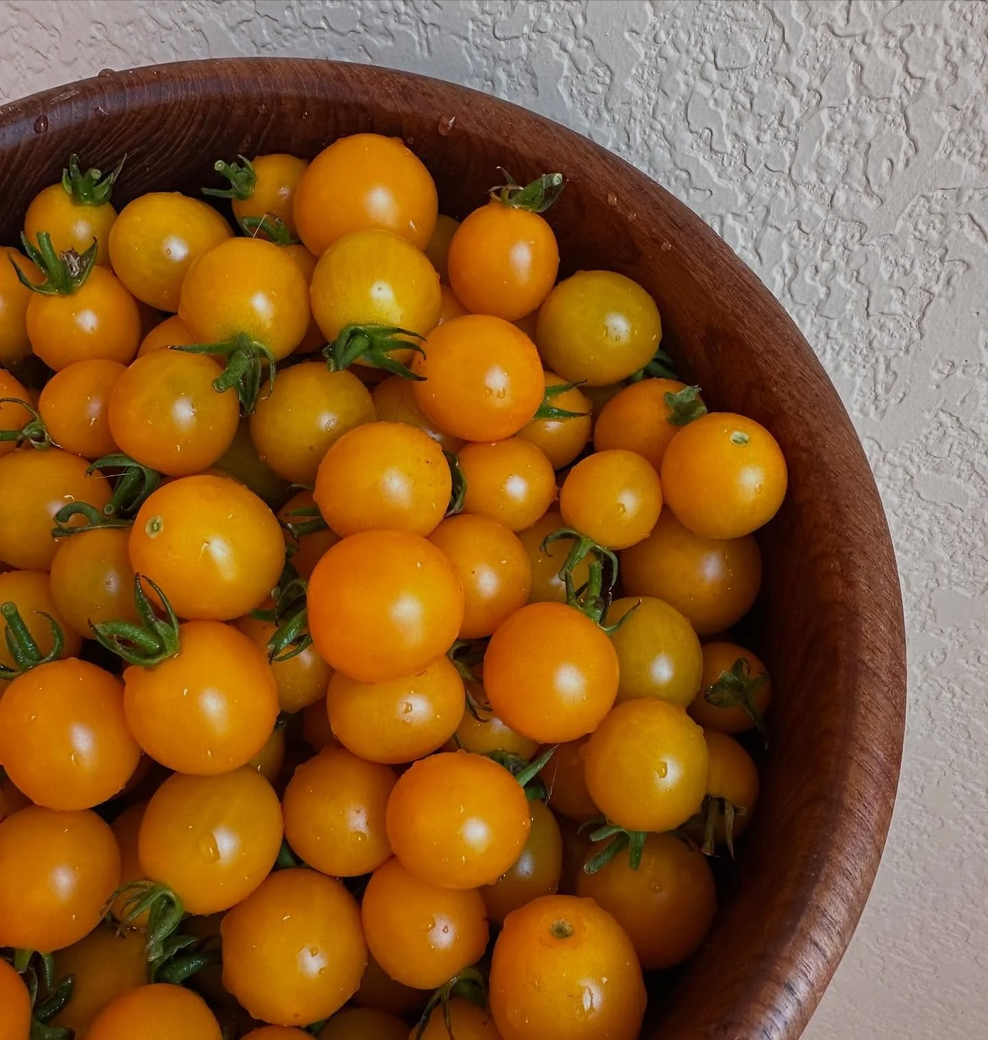 Yellow, sweet, and ready to eat! 

Veggies galore&mdash;see what&rsquo;s fresh on our webpage or send us a DM!&rdquo;

#Cutflowerfarm #locallygrown #flowerfarm #floraldesign #supportlocalfoco #flowerpower #bloomlocal #farmtoflorist #coflower #freshfl