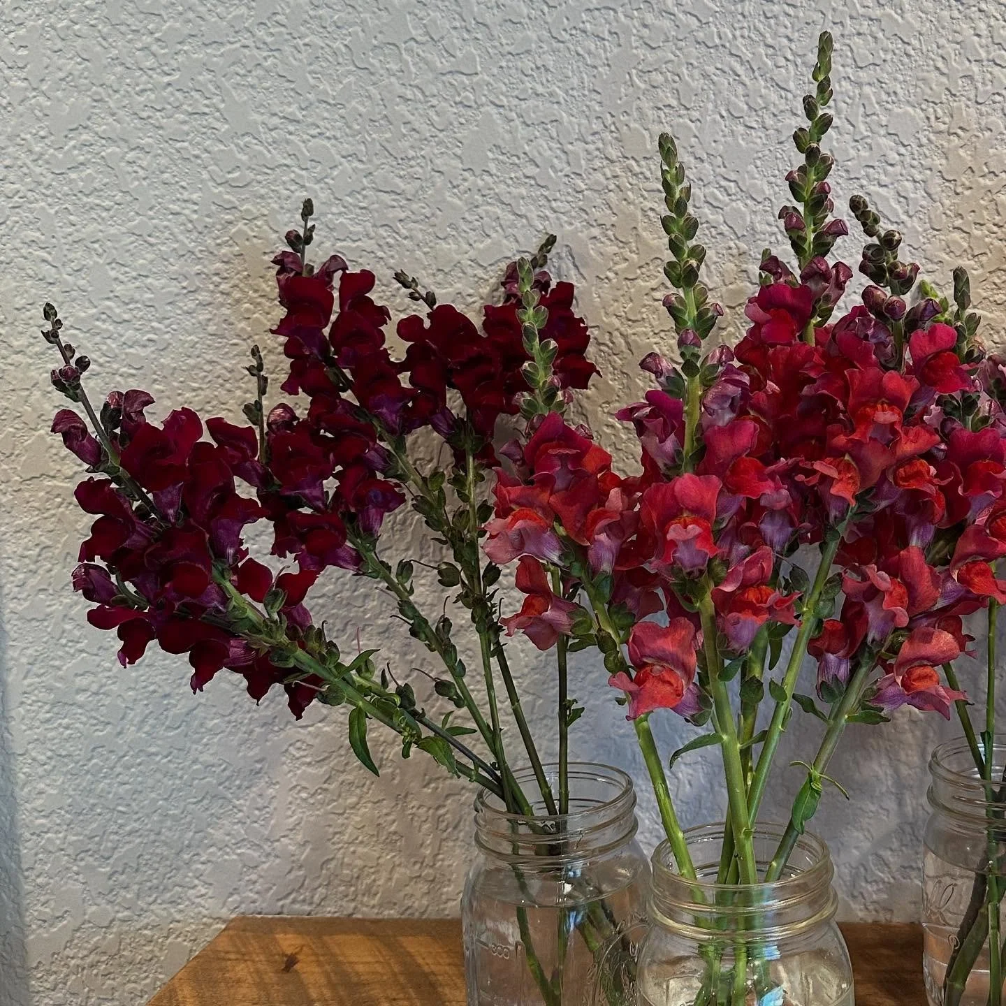 MAGIC!!! ✨

#Cutflowerfarm #locallygrown #flowerfarm #floraldesign #supportlocalfoco #flowerpower #bloomlocal #farmtoflorist #coflower #freshflowers #nocoflowercommunity @eibba #roughcutflowerco #snapdragons