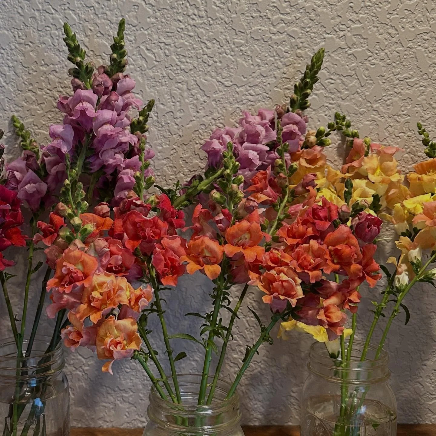 Dragon&hellip; 

#Cutflowerfarm #locallygrown #flowerfarm #floraldesign #supportlocalfoco #flowerpower #bloomlocal #farmtoflorist #coflower #freshflowers #nocoflowercommunity @eibba #roughcutflowerco #snapdragons