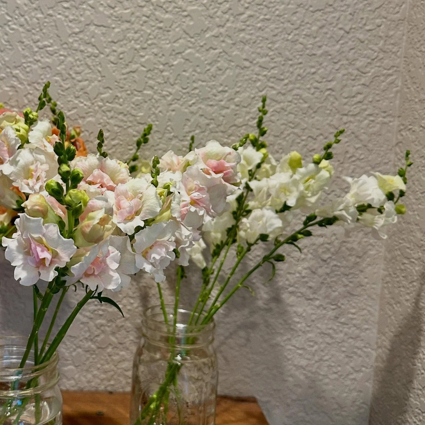 Snap&hellip;.

#Cutflowerfarm #locallygrown #flowerfarm #floraldesign #supportlocalfoco #flowerpower #bloomlocal #farmtoflorist #coflower #freshflowers #nocoflowercommunity @eibba #roughcutflowerco #snapdragons