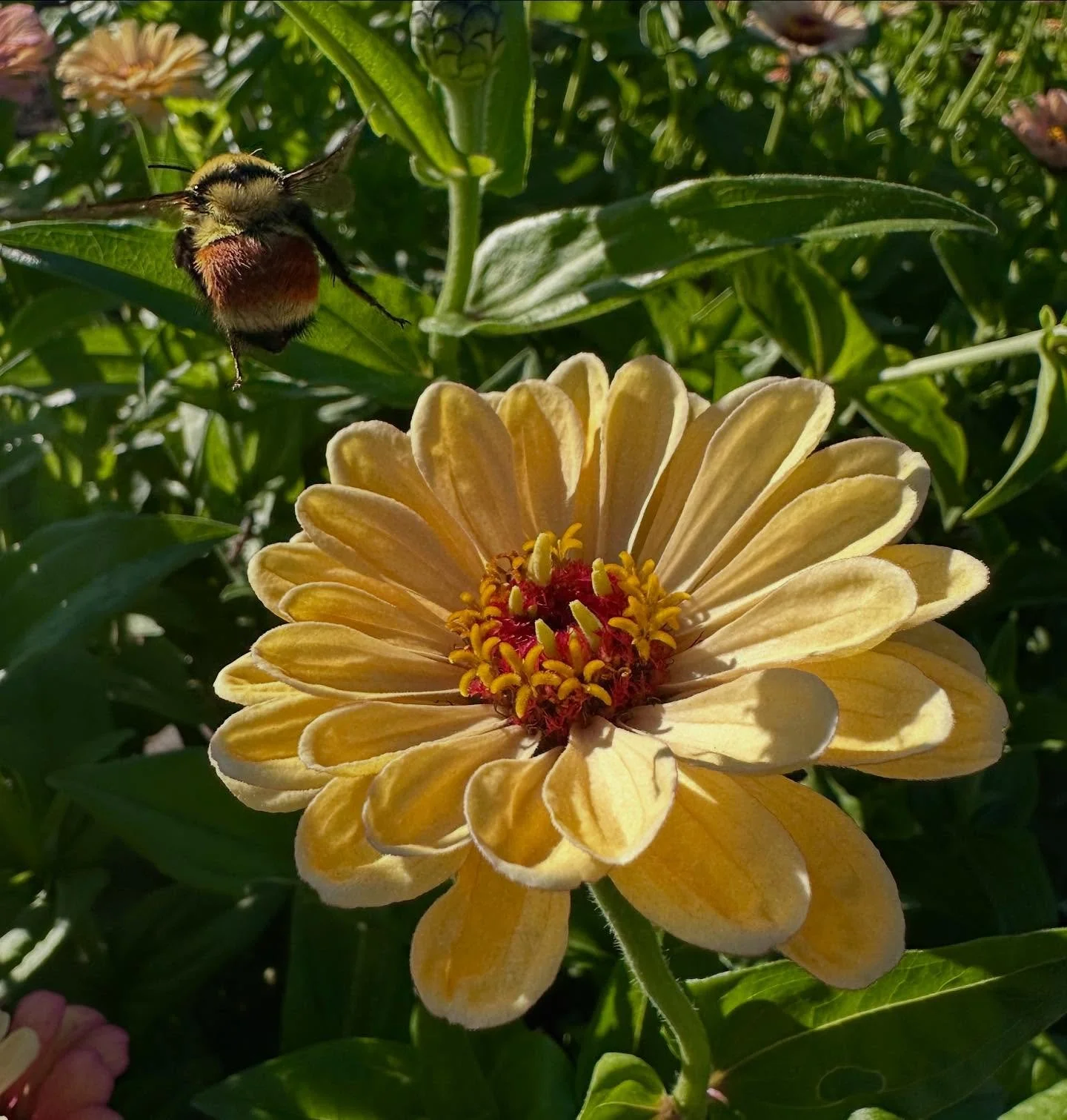 There are so many magical, un-captured moments on the farm&hellip; 

So when we do snap a picture in one of those moments, it is always worth sharing! 

#Cutflowerfarm #locallygrown #flowerfarm #floraldesign #supportlocalfoco #flowerpower #bloomlocal