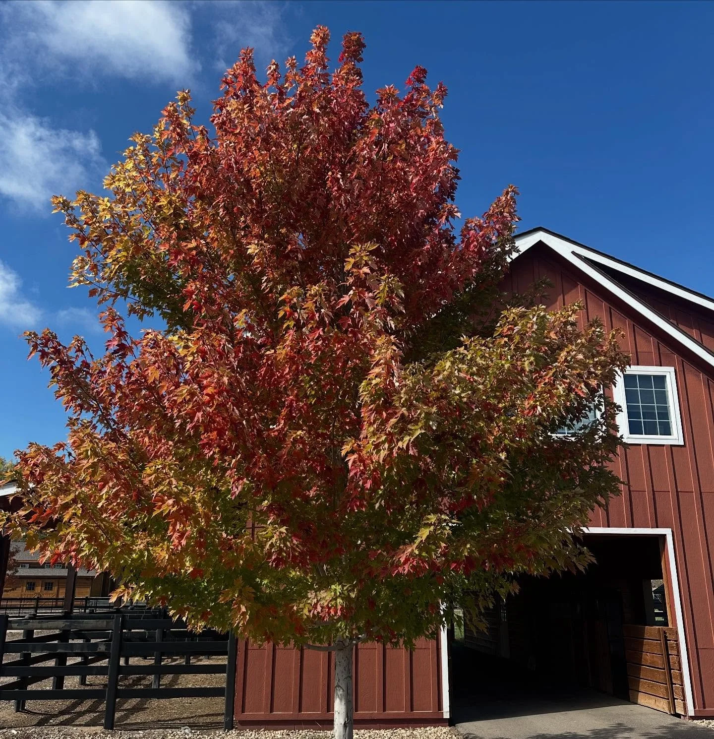 Fall has officially arrived! We harvested the last time this season!! as soon as flowers sell out they are gone! Stop by the farm stand today! 

We are excited for the shift in seasons, and the pause before we start preparing for next spring. ✨

#Cut