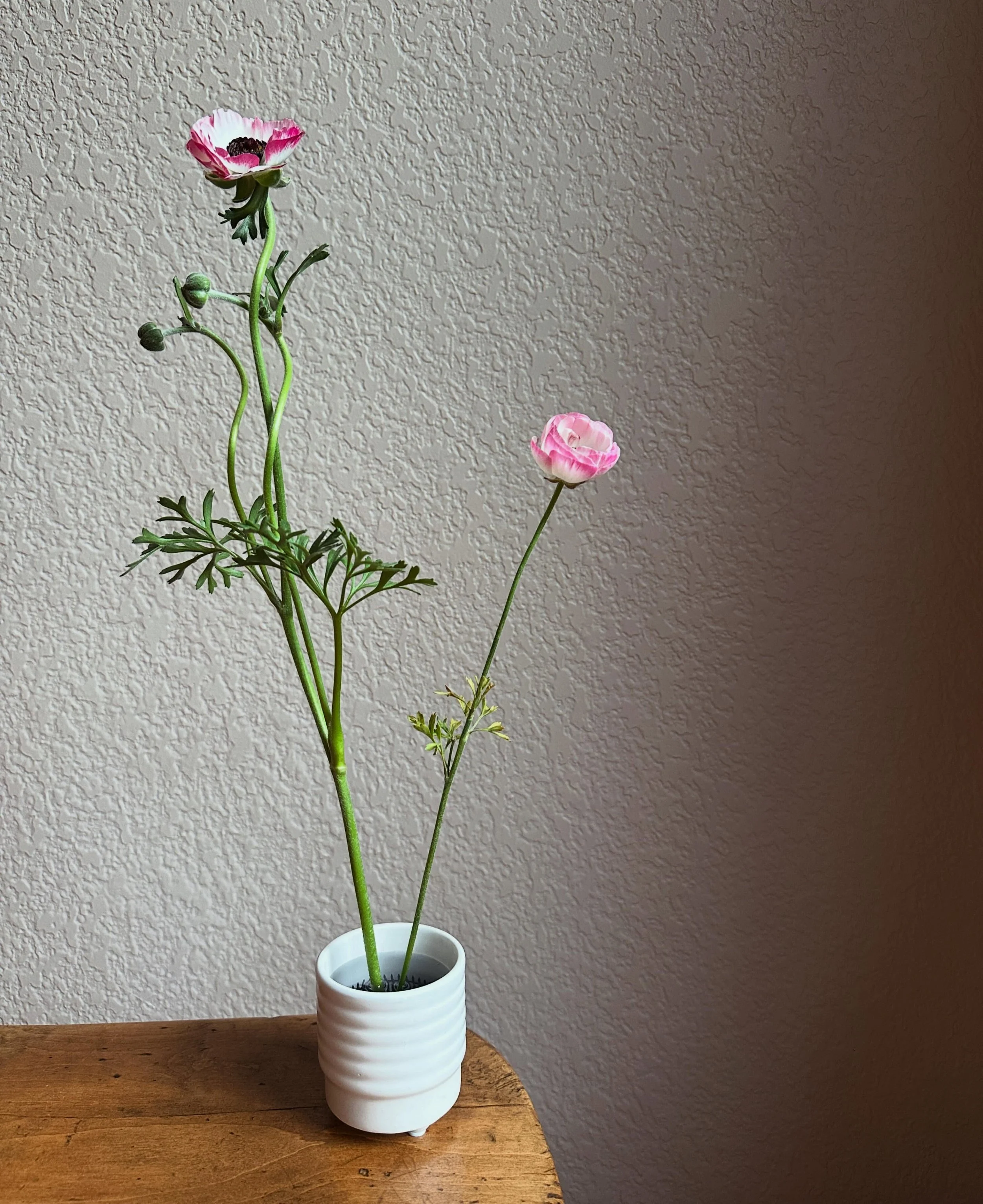 Ranunculus&hellip;. There are so many things I love about you! ✨

I tried to grow ranunculus last year&hellip; as soon as the plants developed buds, beetles took over and every plant down to the ground. I kept these babies covered this year.

#Cutflo