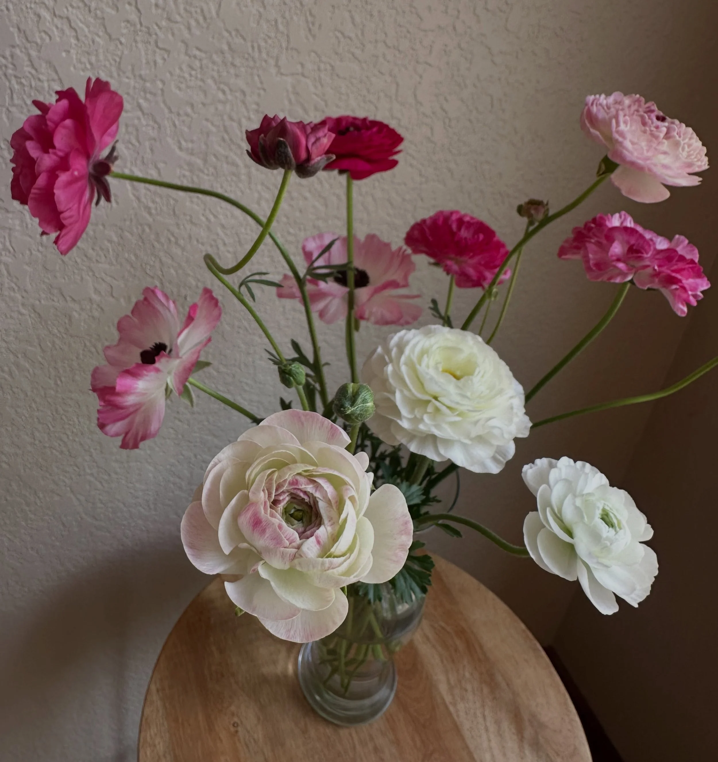 Okay&hellip;&hellip; ranunculus are one of my favorites. I mean look at all of those petals! 

#localflowers #fortcollinsfarm #flowerfarmerflorist #flowershop