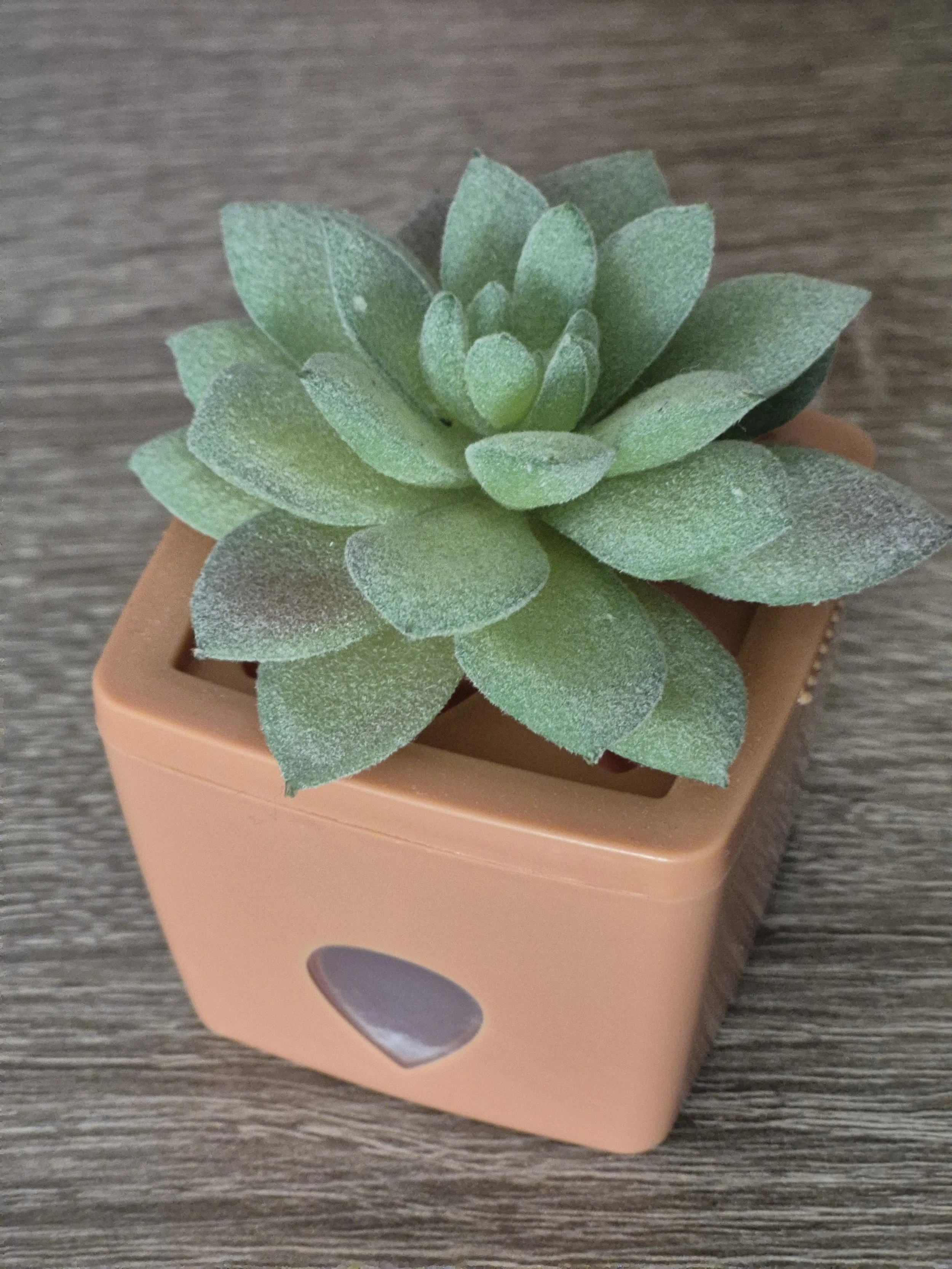 A small green succulent plant in a square peach-colored pot placed on a wooden surface.