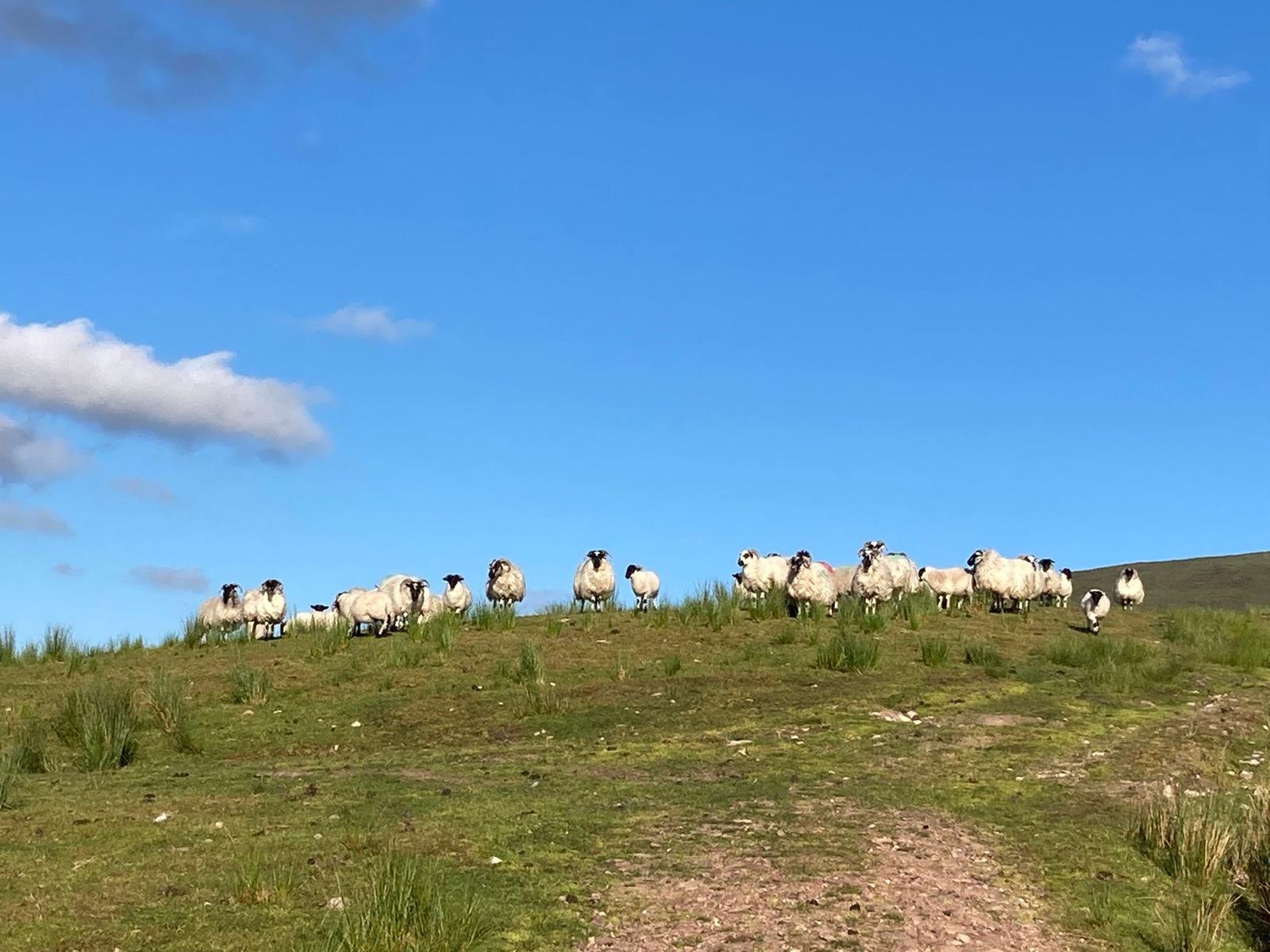 Sheep-SlieveMish-June24-Zoe.jpg