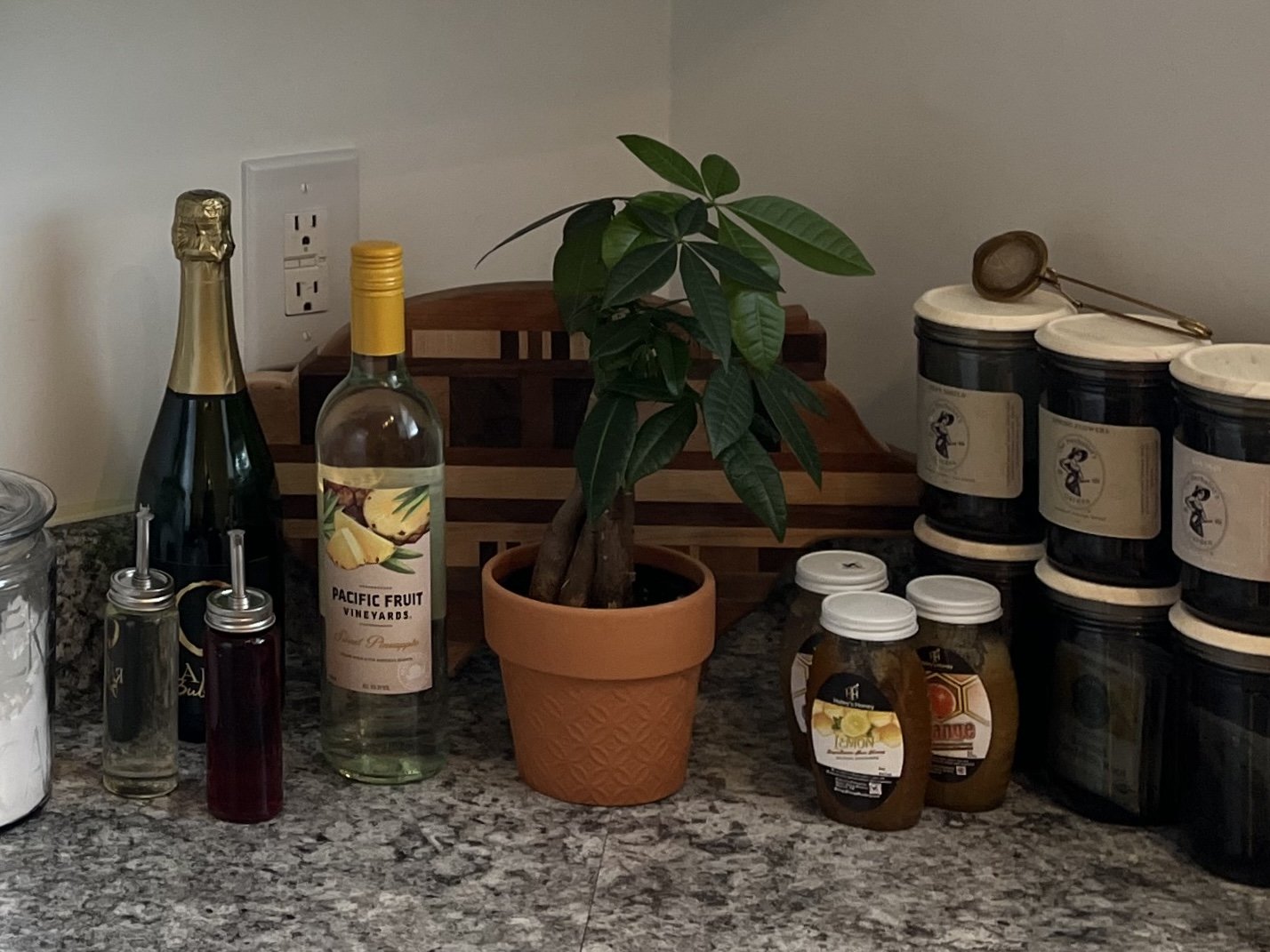 Houseplants and Good Fortune: My Journey with a Money Tree