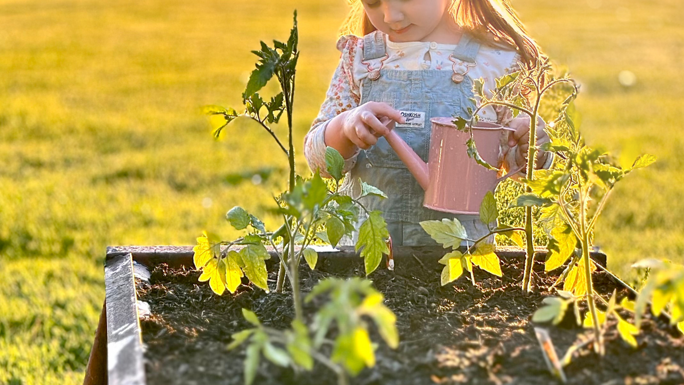 Little girl in overalls with pink watering can watering her garden in the foreground at sunset.