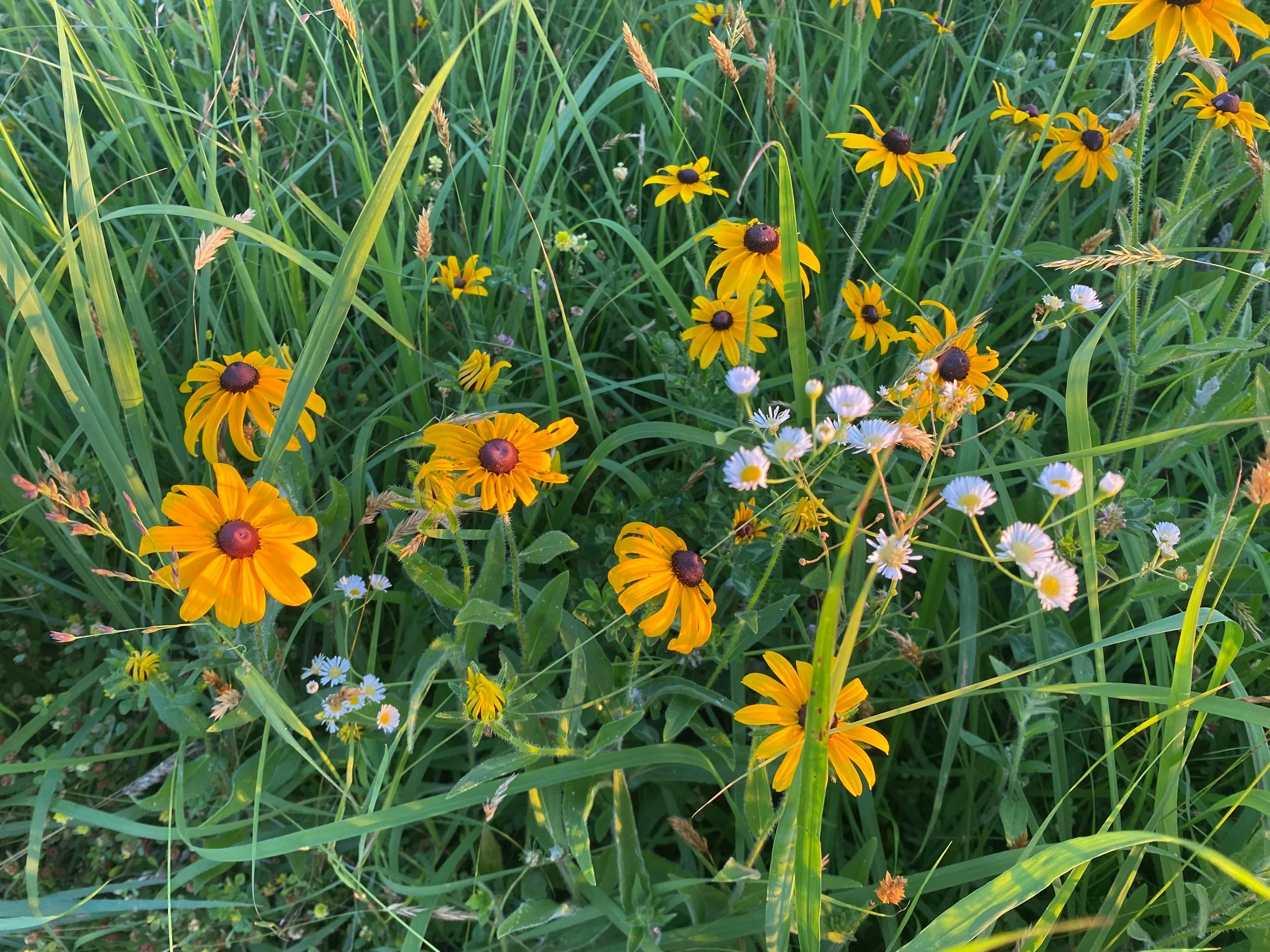 Refundable maintenance fee if you volunteer to help clean and prepare our pool for the summer season