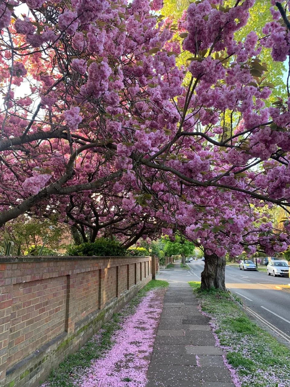 The Polka Dot Theory