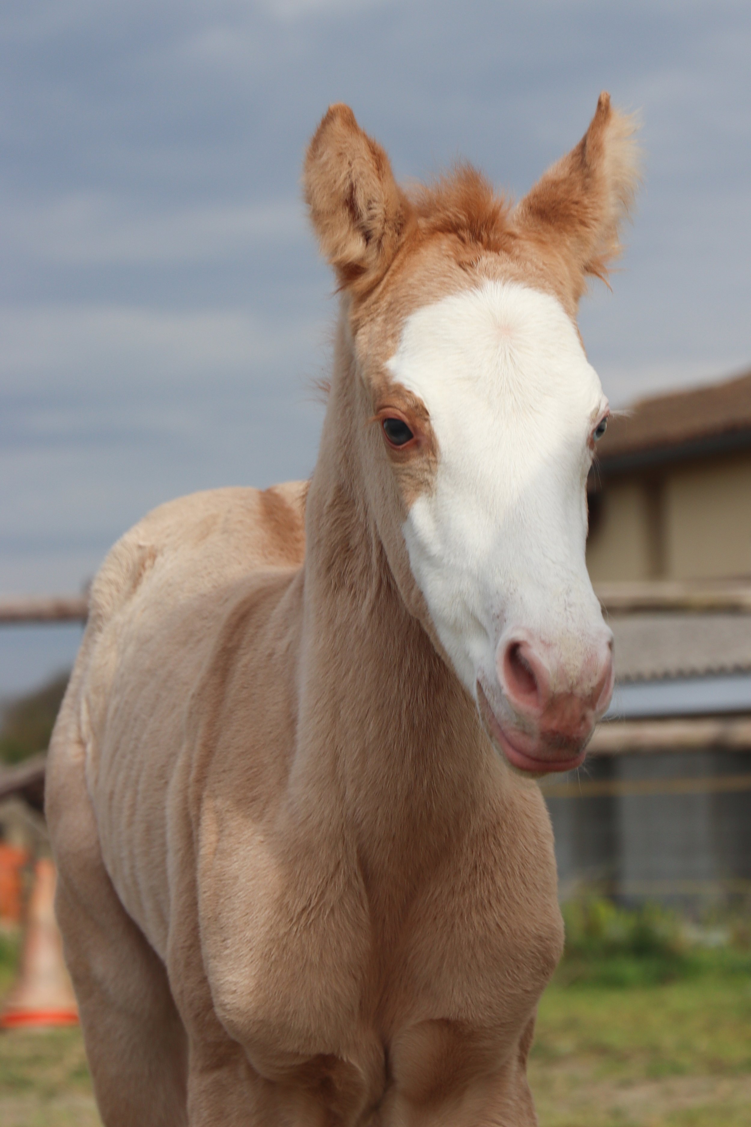 x Quarter Horse Crème (Gaïa) - Pink Lady d'Oz