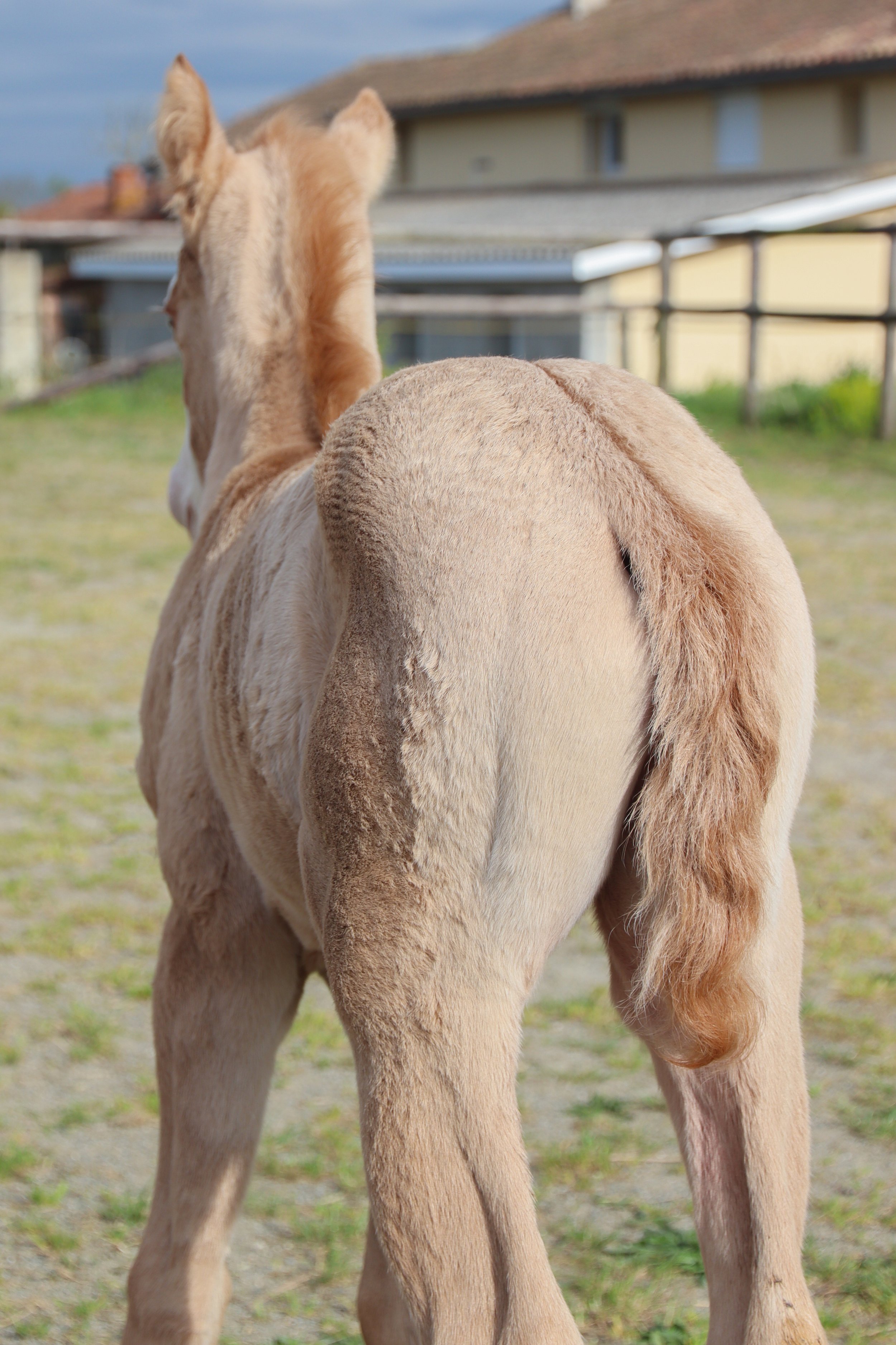 x Quarter Horse Crème (Gaïa) - Pink Lady d'Oz