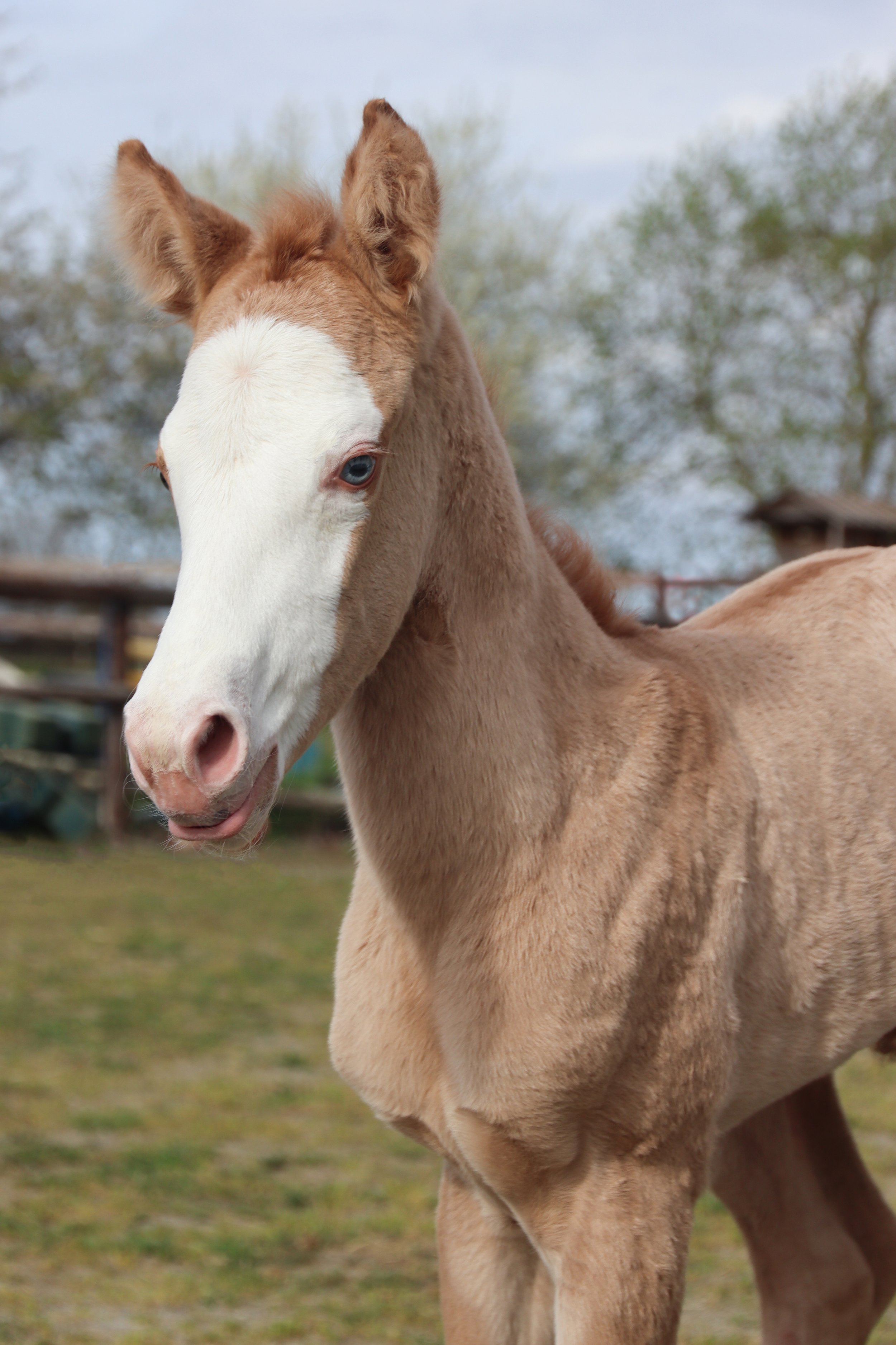 x Quarter Horse Crème (Gaïa) - Pink Lady d'Oz